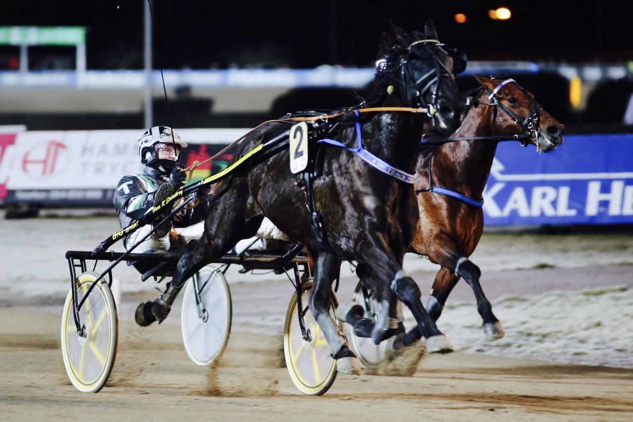 Canon 70-200mm sample photo. Swedish harness race horse. photography
