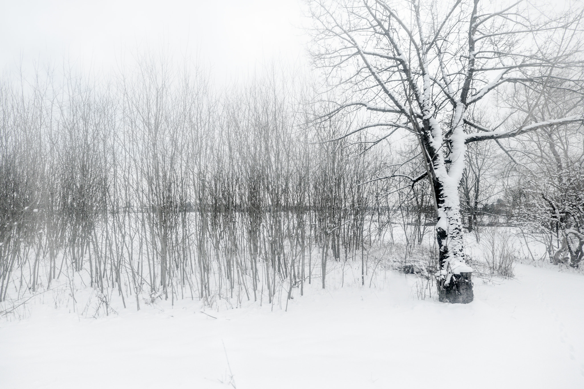 ZEISS Touit 12mm F2.8 sample photo. Sound of winter - munich photography