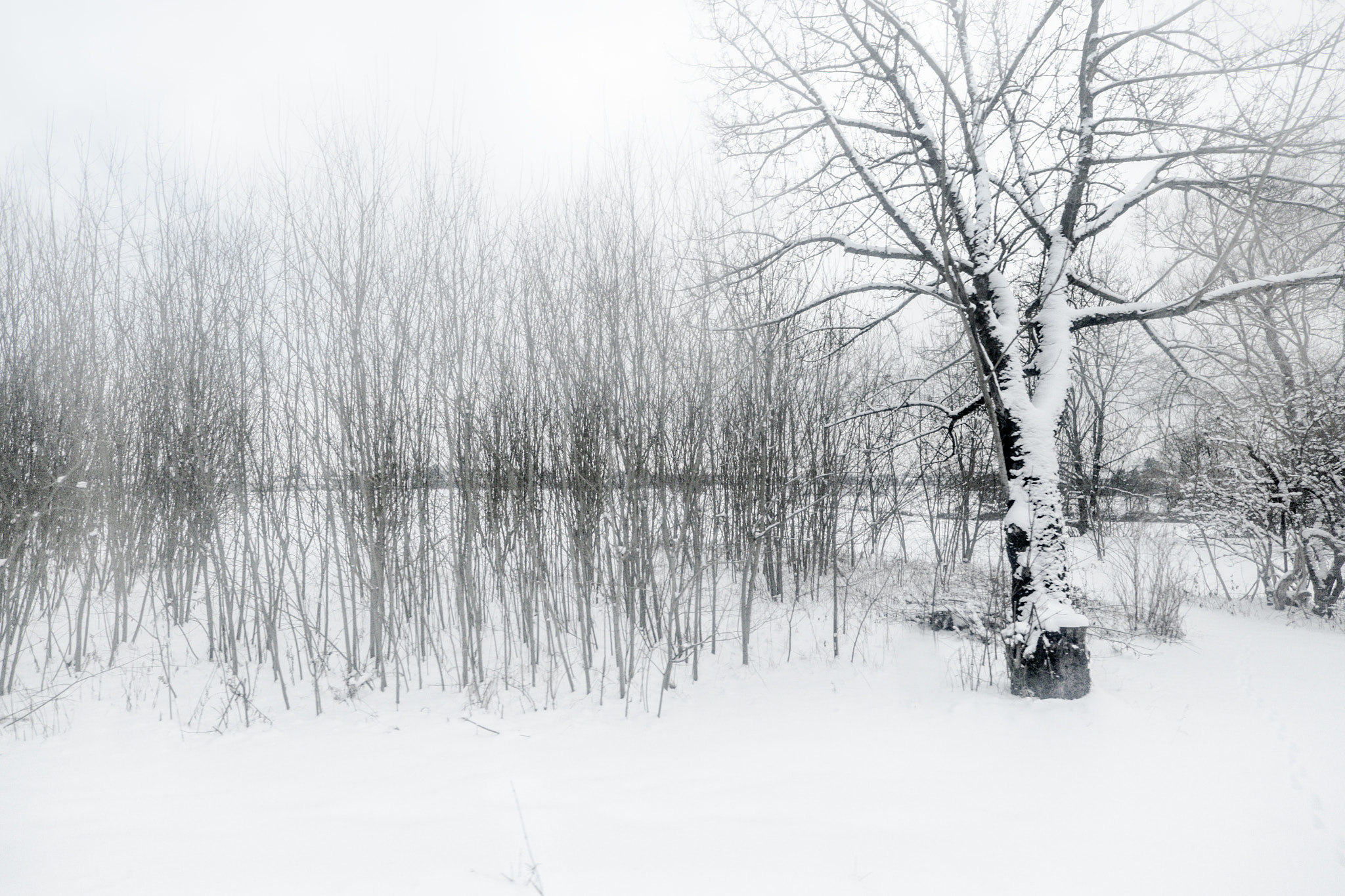 Fujifilm X-T1 + ZEISS Touit 12mm F2.8 sample photo. Sound of winter - munich photography