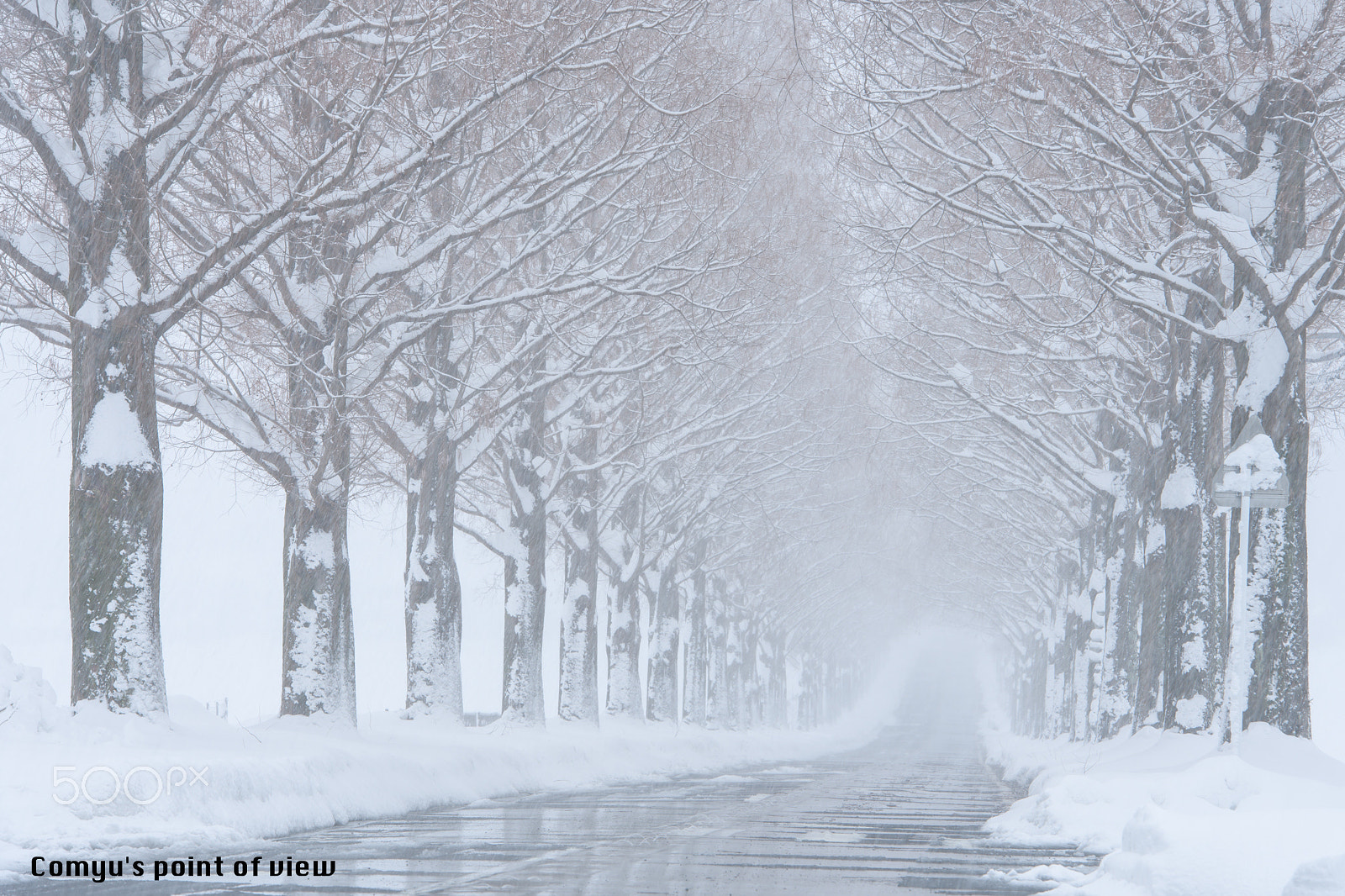 Nikon D5 sample photo. White row of trees photography