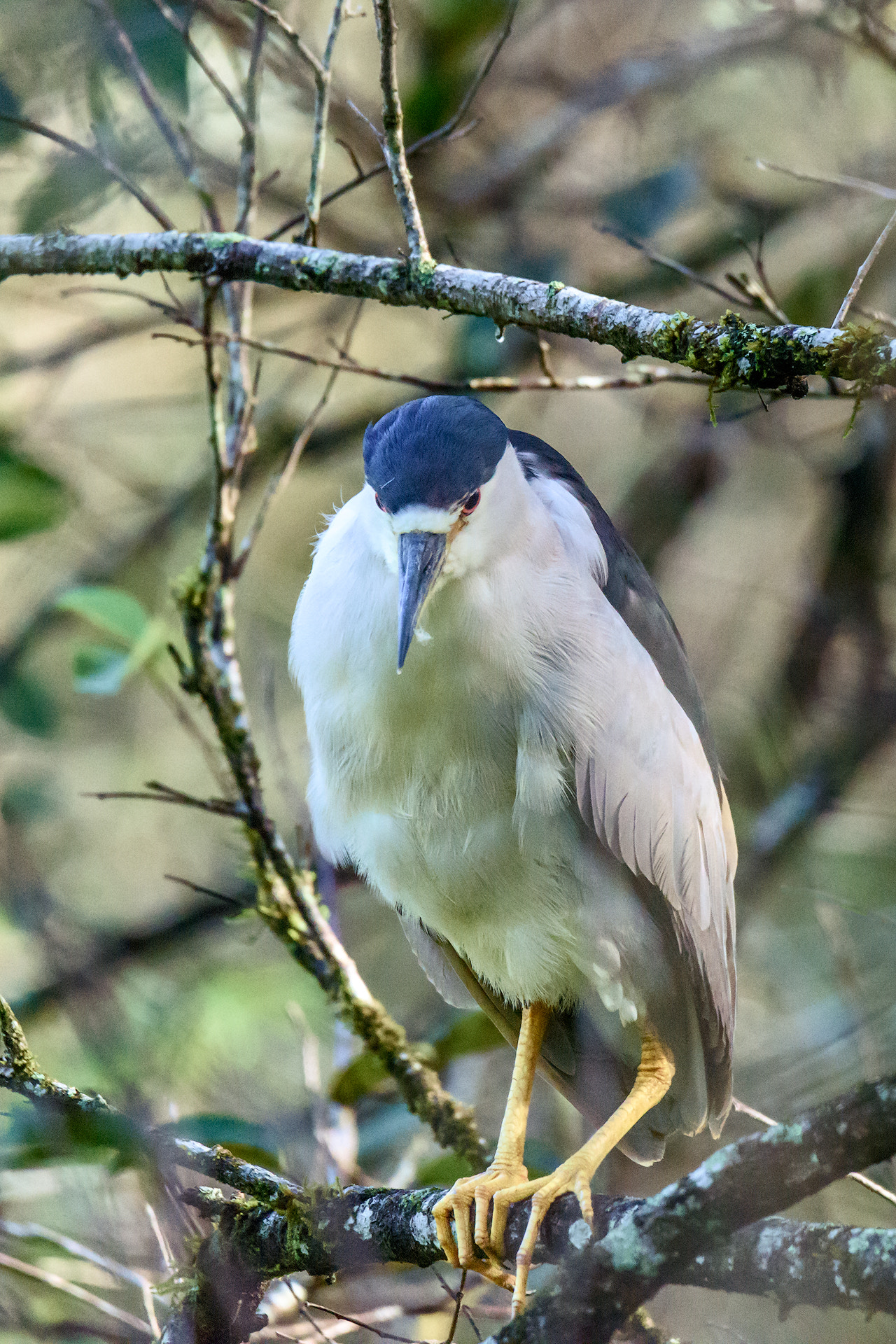 Nikon D810 + Sigma 50mm F2.8 EX DG Macro sample photo. Black-crowned night heron photography