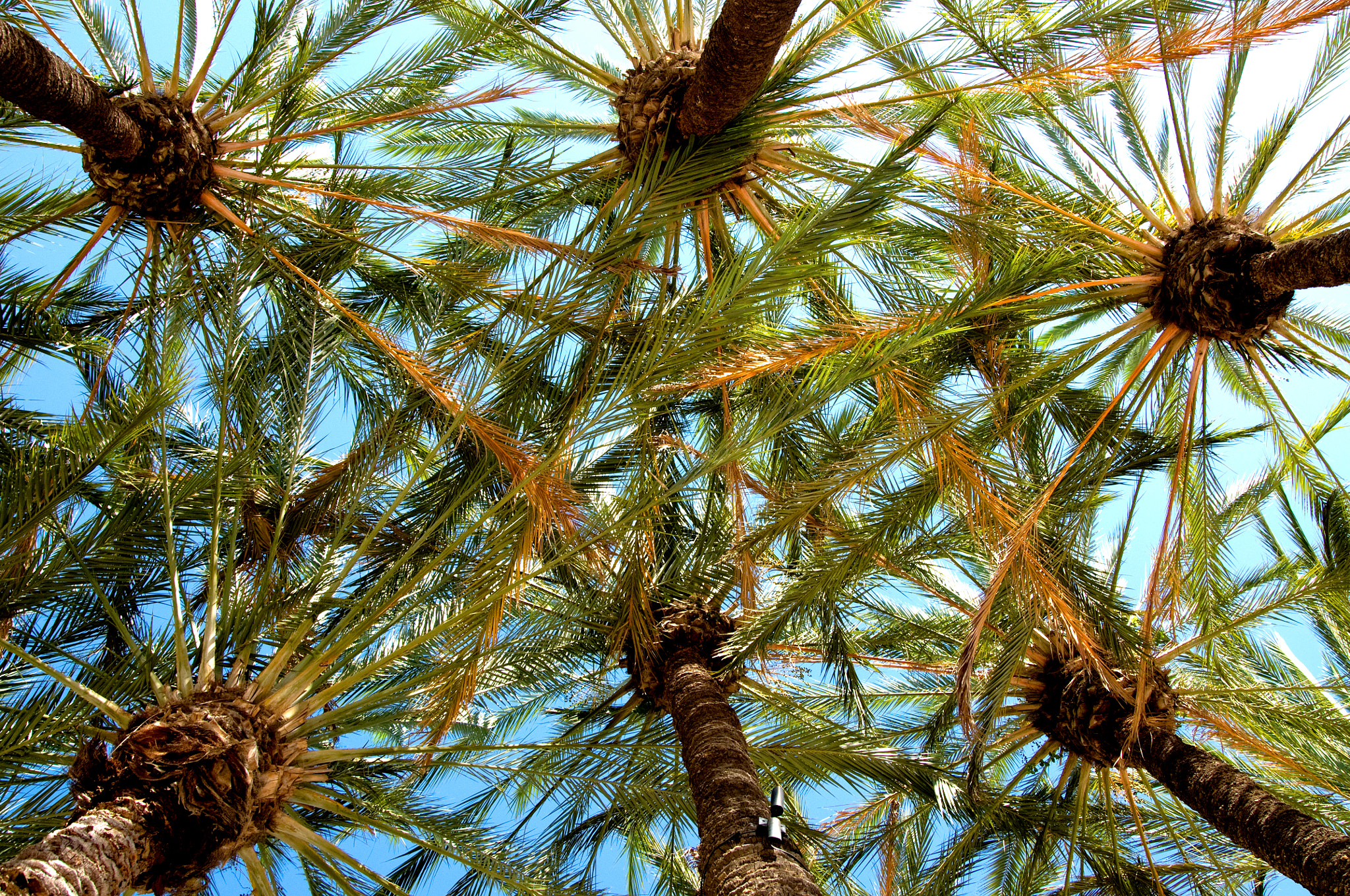 Nikon D300 sample photo. Pinwheel photography