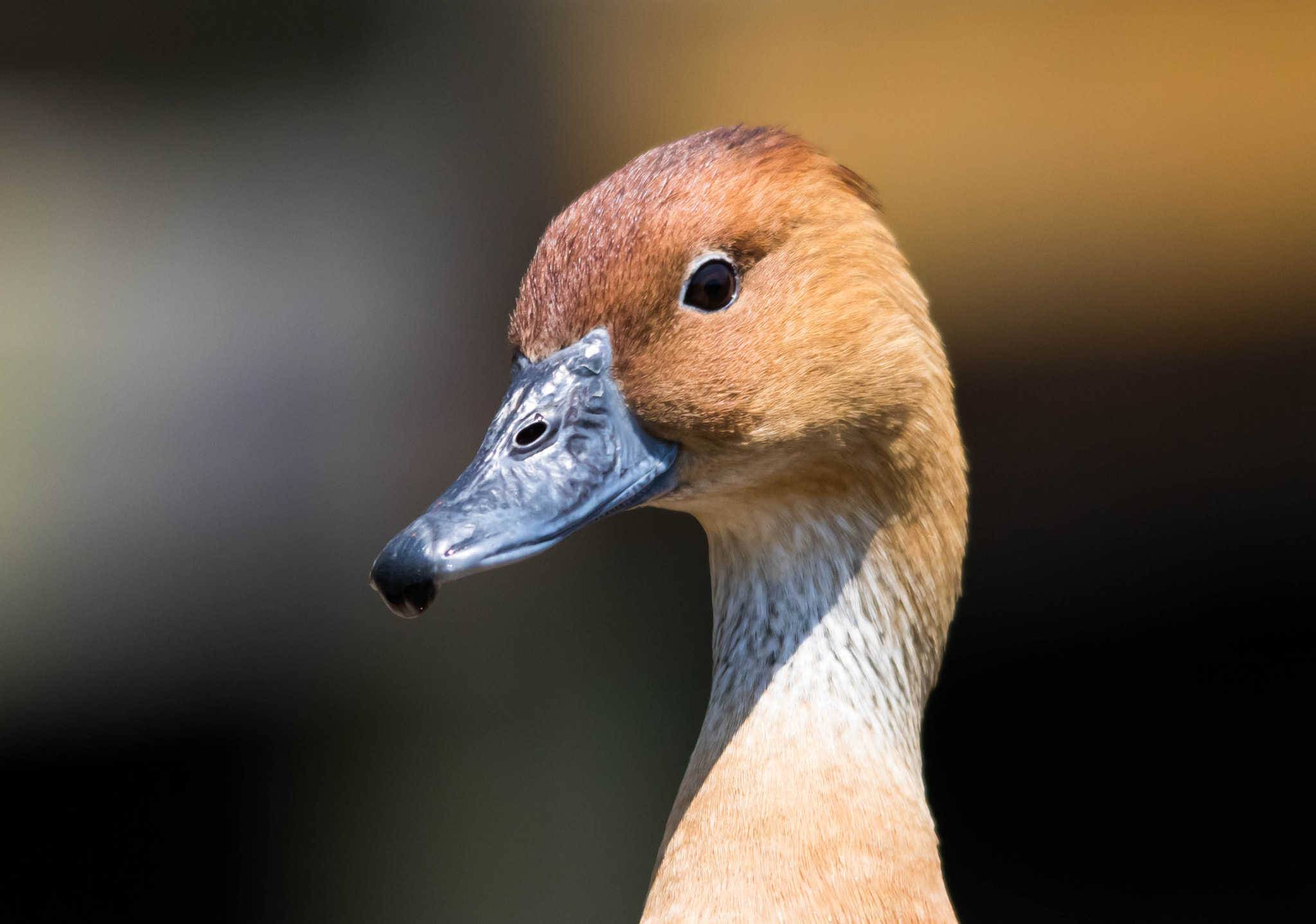 Canon EOS 750D (EOS Rebel T6i / EOS Kiss X8i) + Sigma 150-500mm F5-6.3 DG OS HSM sample photo. Fulvous whistling duck photography