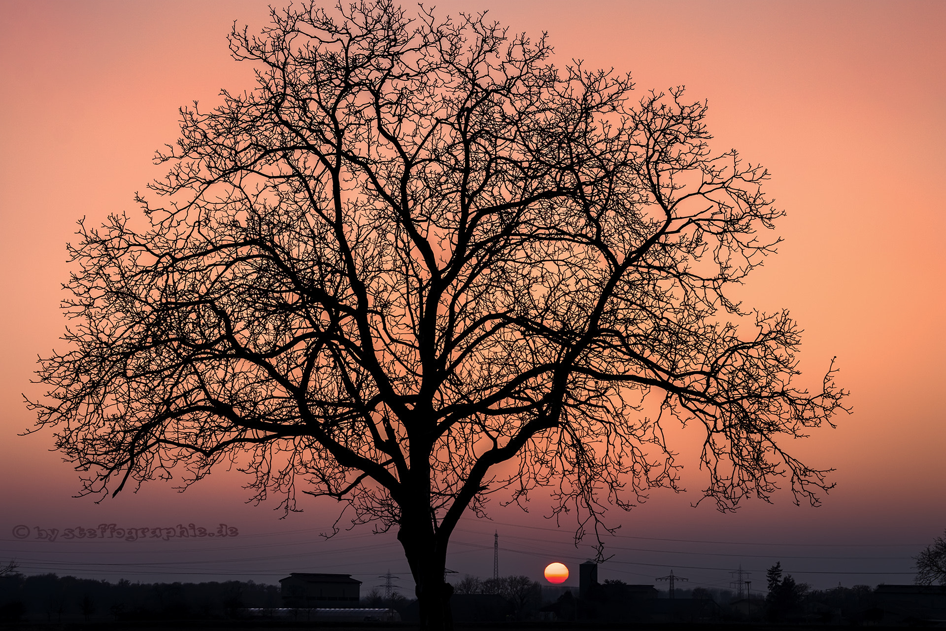 Fujifilm X-T1 + Fujifilm XF 60mm F2.4 R Macro sample photo. Sundown tree photography