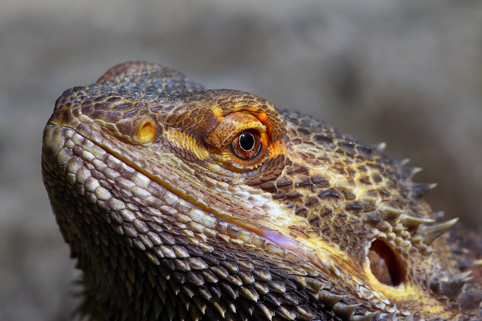Sigma APO Macro 180mm F2.8 EX DG OS HSM sample photo. "here be dragons" photography