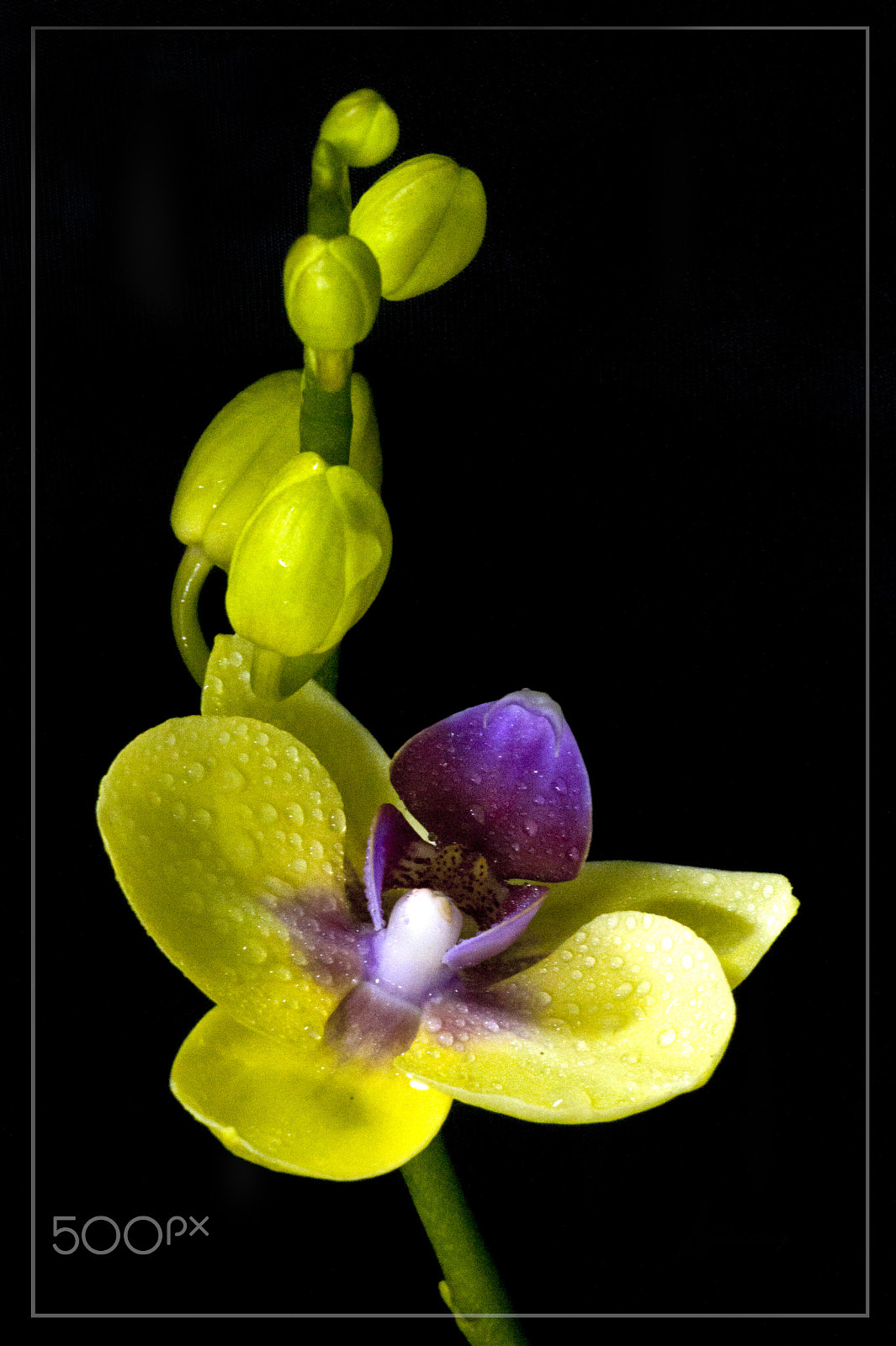 Nikon D700 + Sigma 150mm F2.8 EX DG Macro HSM sample photo. Spring flowers photography