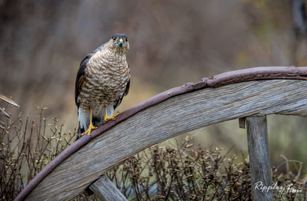 Sharp-shinned Hawk on the wagon wheel. by Keith Crabtree / 500px