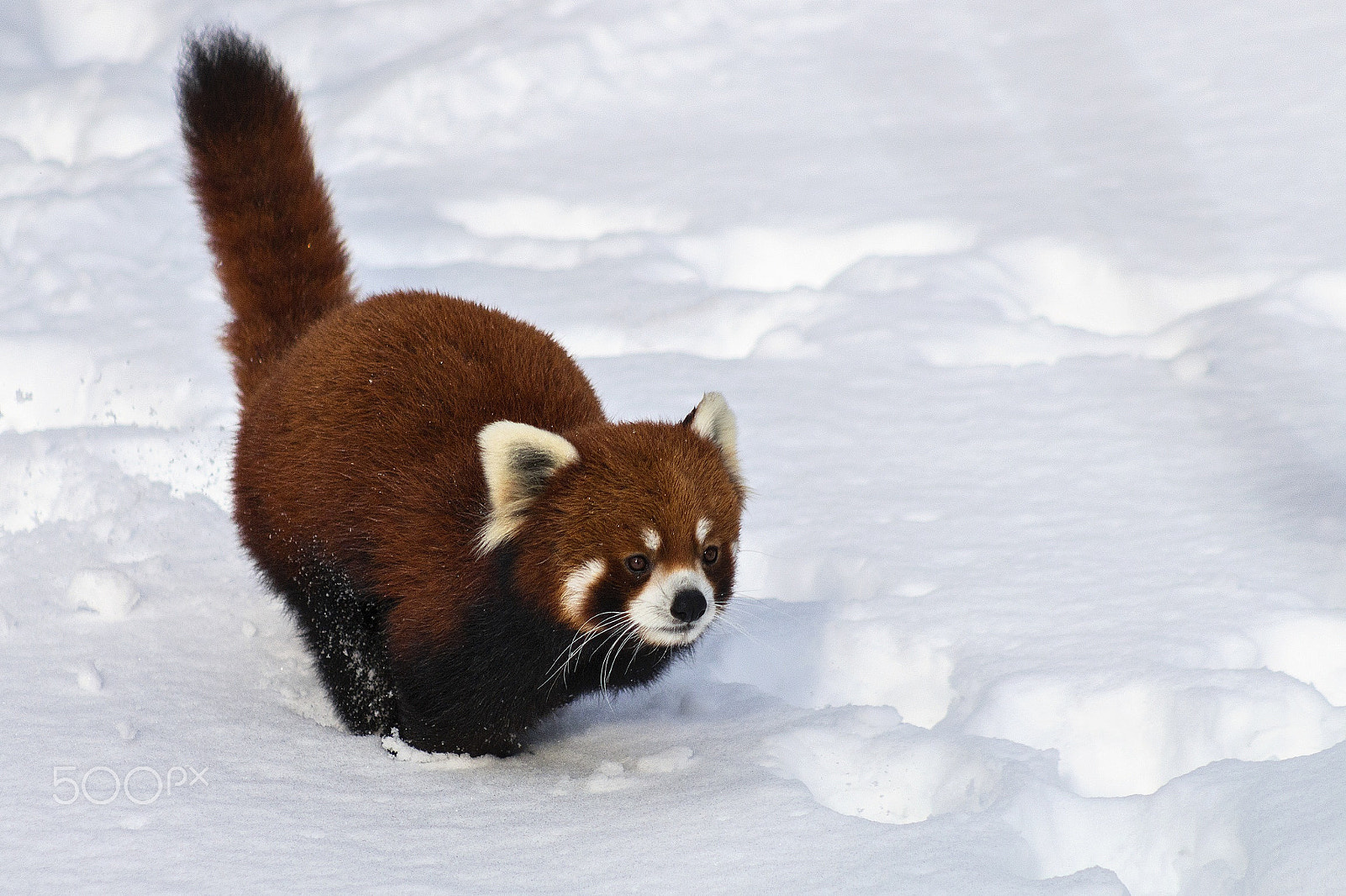 Canon EOS 70D + Canon EF 75-300mm f/4-5.6 USM sample photo. Red panda photography