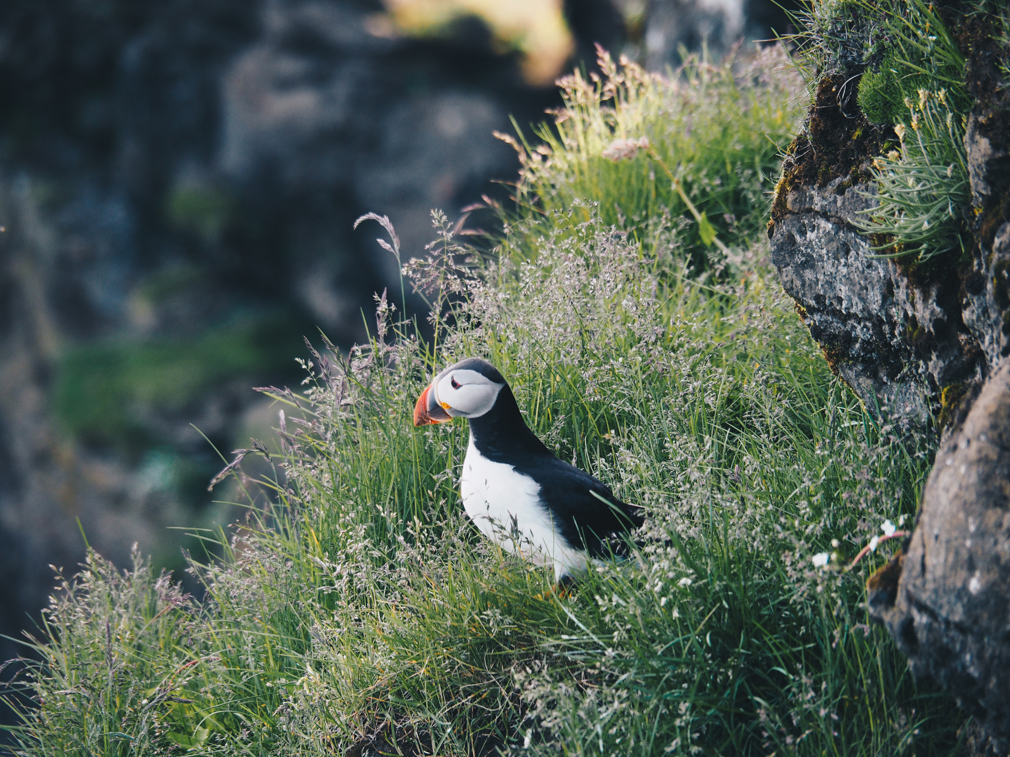 Olympus PEN E-PL7 sample photo. Puffin photography