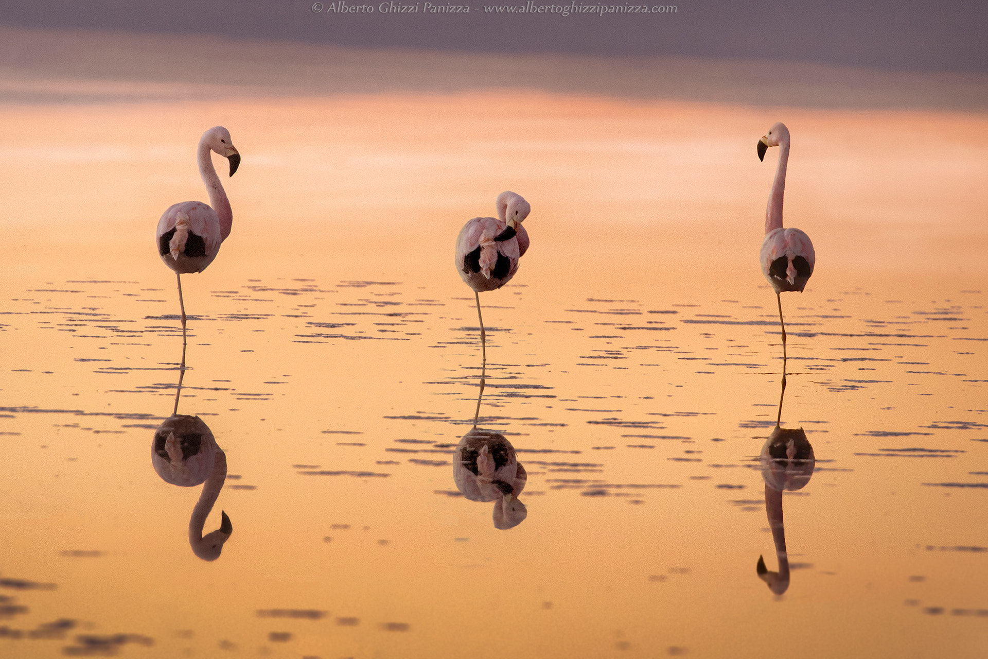 Nikon D5 sample photo. Is time to rest in the laguna chaxa photography