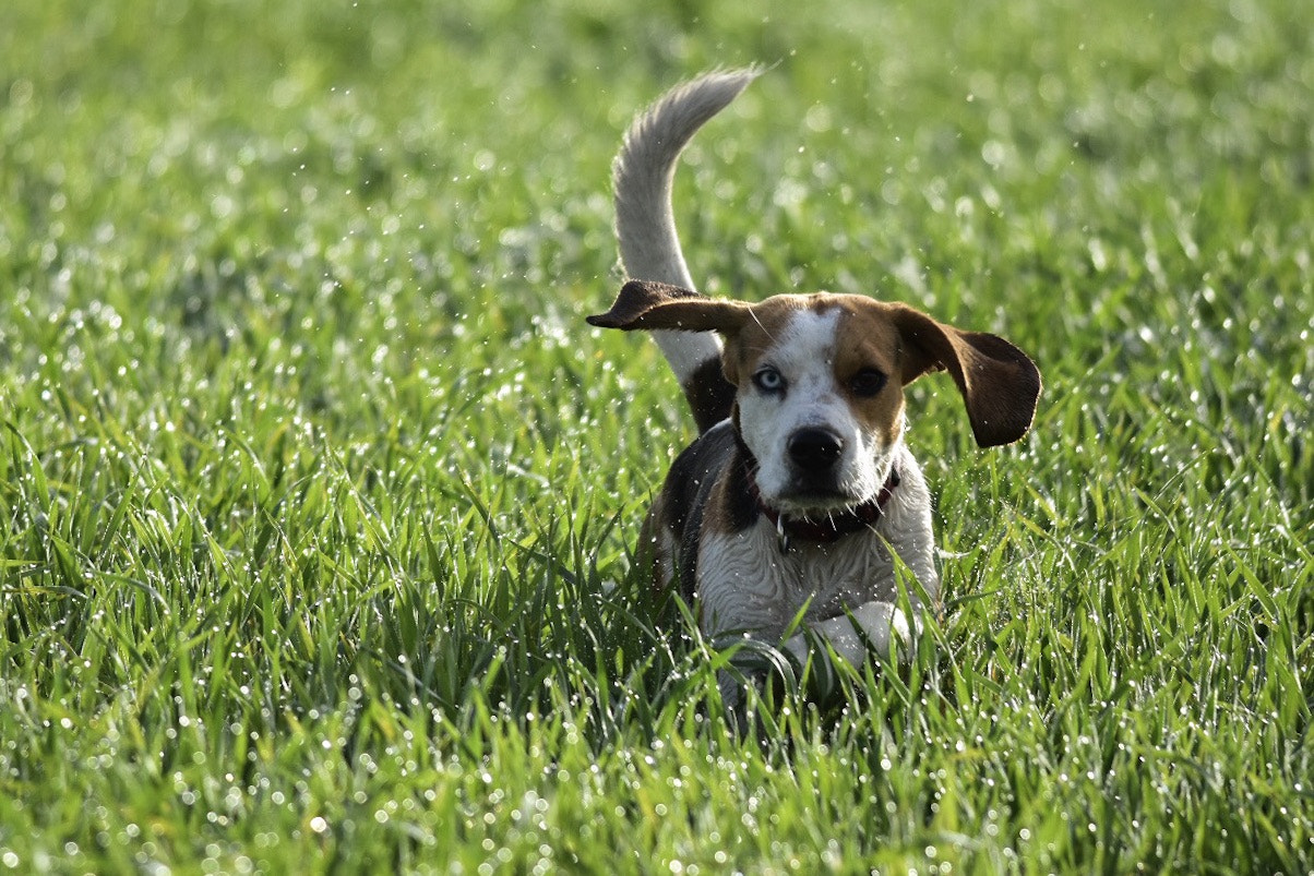 Nikon D7200 + Nikon AF-S Nikkor 300mm F4D ED-IF sample photo. Beagle photography