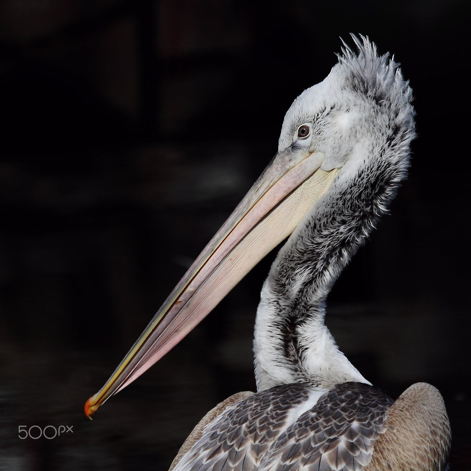 Canon EF 100-400mm F4.5-5.6L IS USM sample photo. Pelican photography