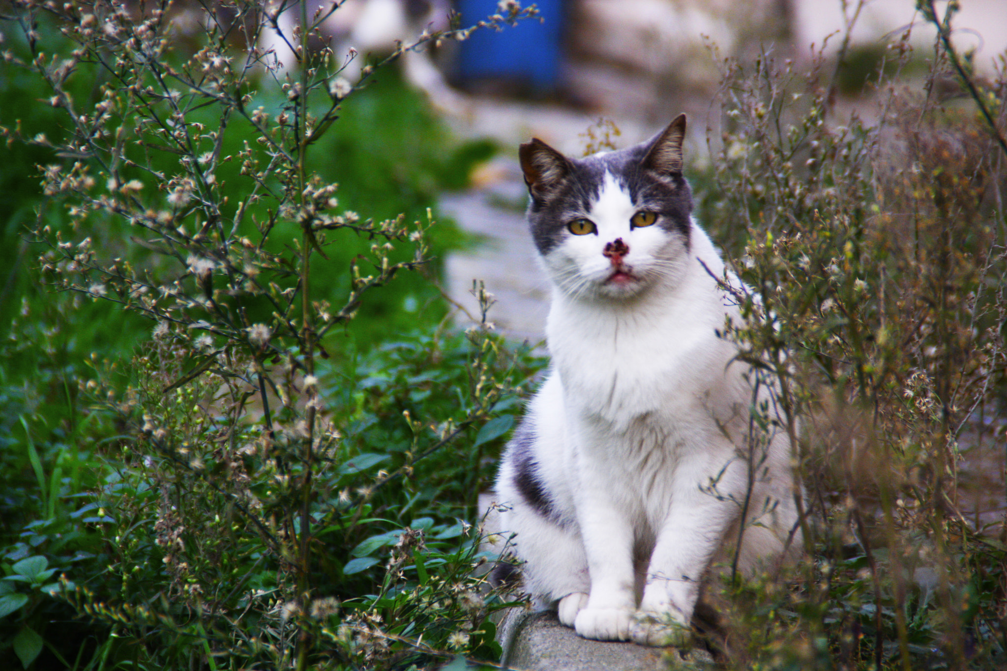 Canon EOS 40D sample photo. "cat" photography