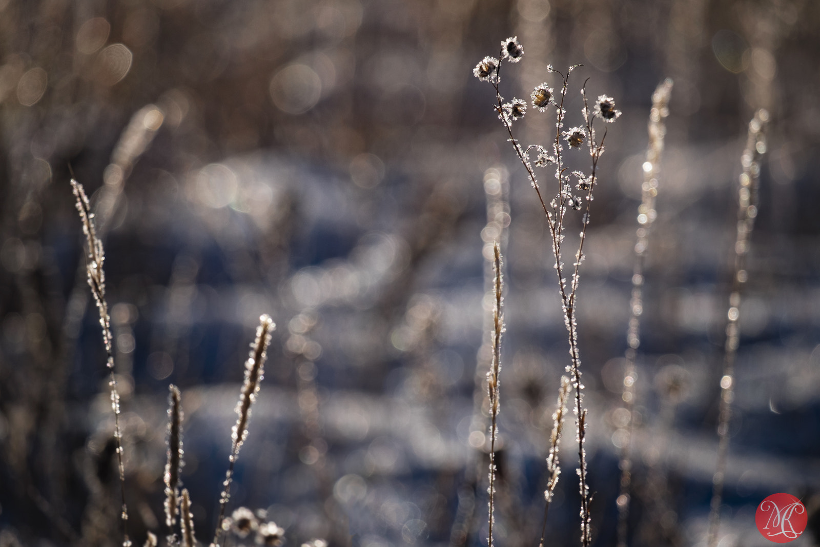 Fujifilm X-E2 + Fujifilm XF 55-200mm F3.5-4.8 R LM OIS sample photo. Winter's charm photography