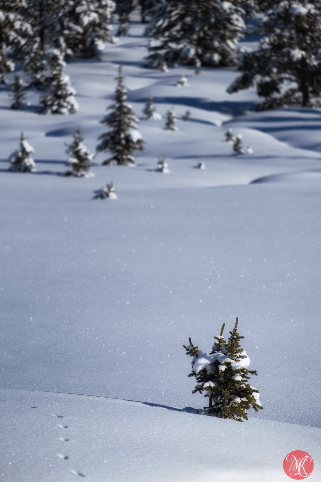 Fujifilm X-E2 + Fujifilm XF 55-200mm F3.5-4.8 R LM OIS sample photo. Nature and i photography