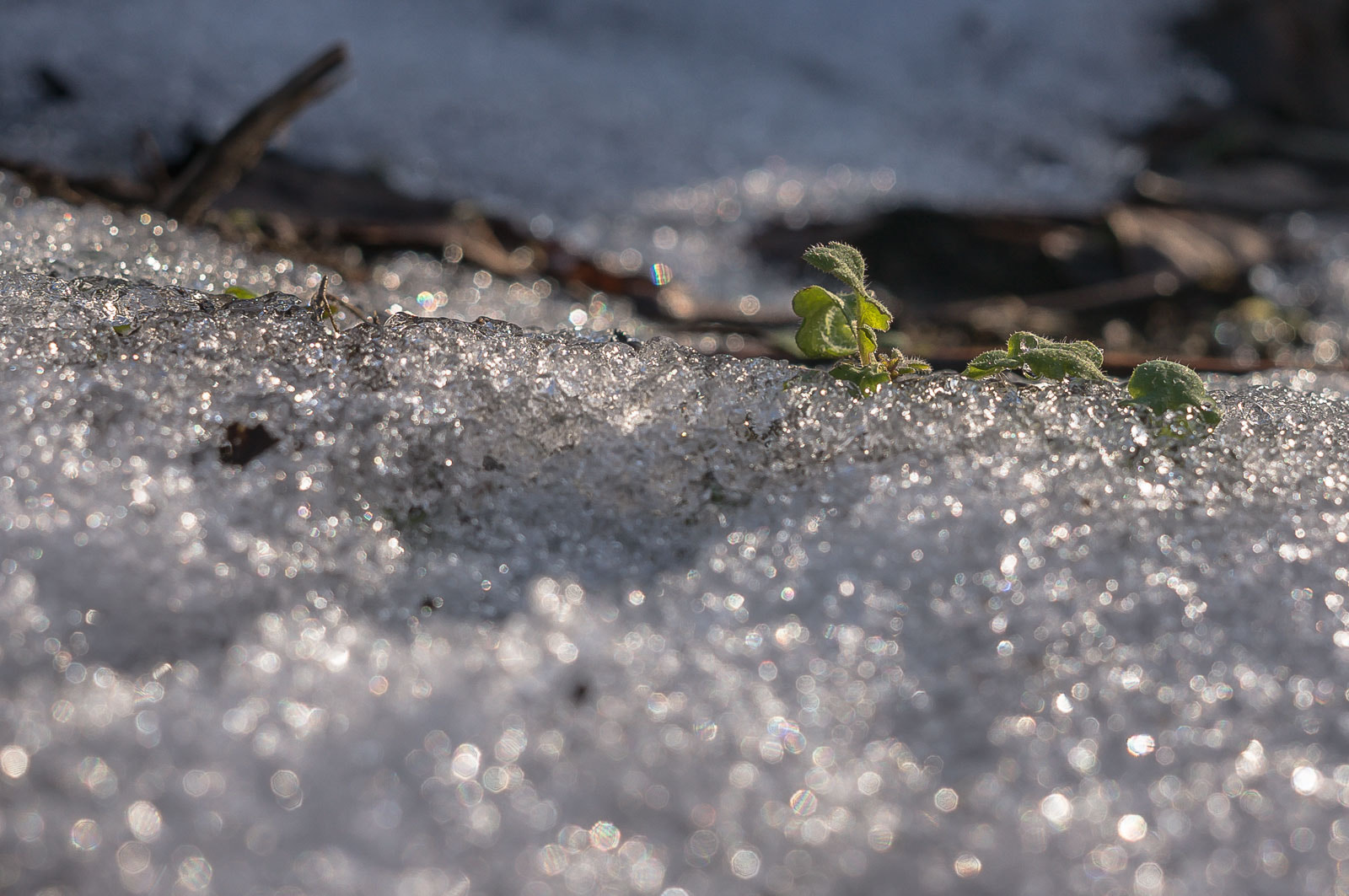 Sony Alpha NEX-6 + Sigma 30mm F2.8 EX DN sample photo. Thaw - tauwetter photography