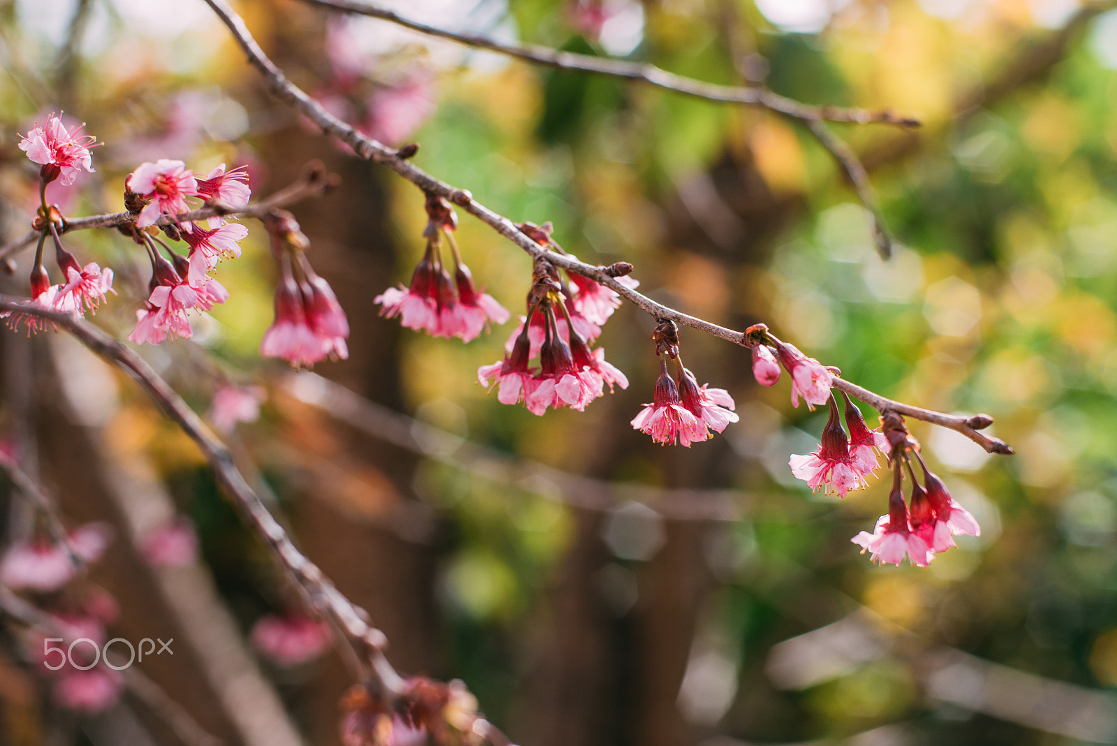 Nikon D750 + AF Nikkor 50mm f/1.4 sample photo. Sakura 2 photography