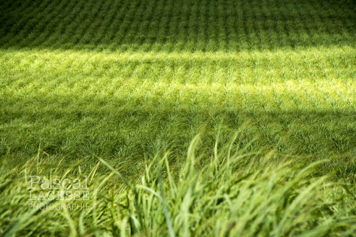 Nikon D500 sample photo. Sugar cane fields photography