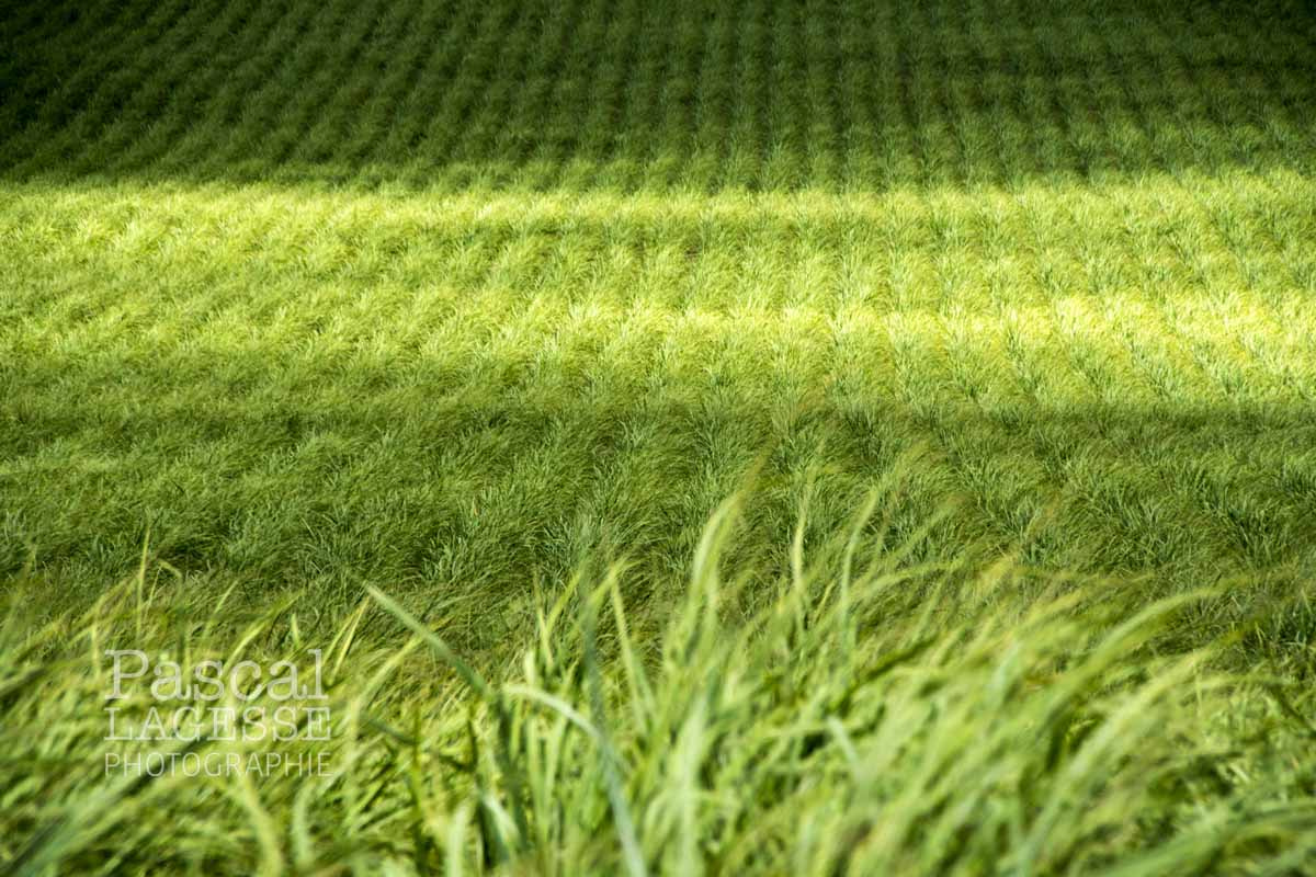 Sigma 18-250mm F3.5-6.3 DC Macro OS HSM sample photo. Sugar cane fields photography