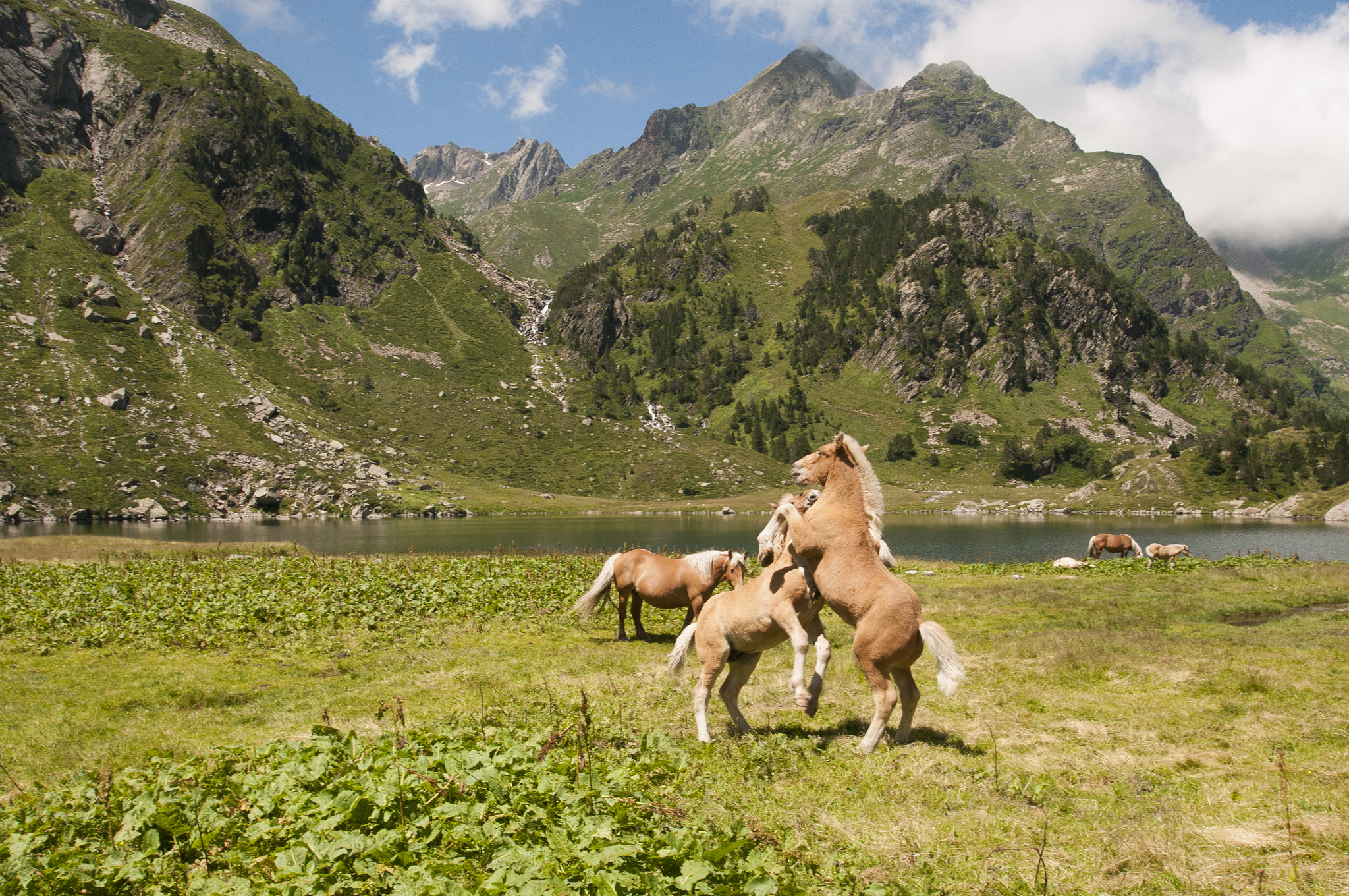 Nikon D300S sample photo. Wild spirit photography