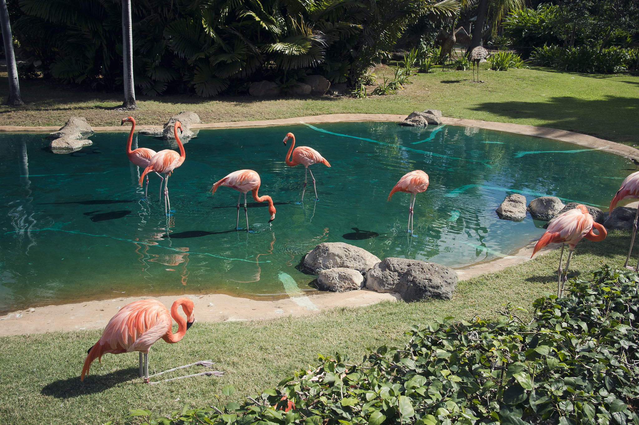 Canon EF-M 22mm F2 STM sample photo. Pink flamingos photography
