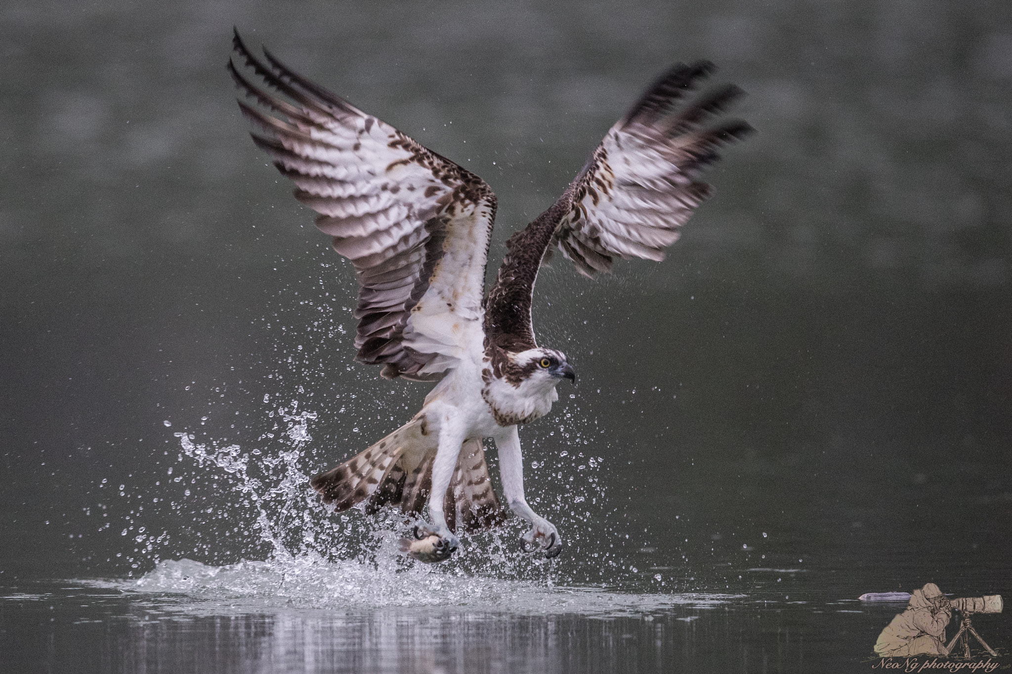 Canon EF 600mm F4L IS II USM sample photo. Neo photography