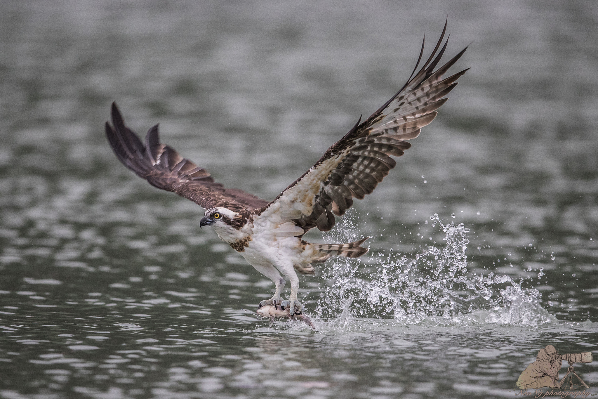 Canon EF 600mm F4L IS II USM sample photo. Neo photography