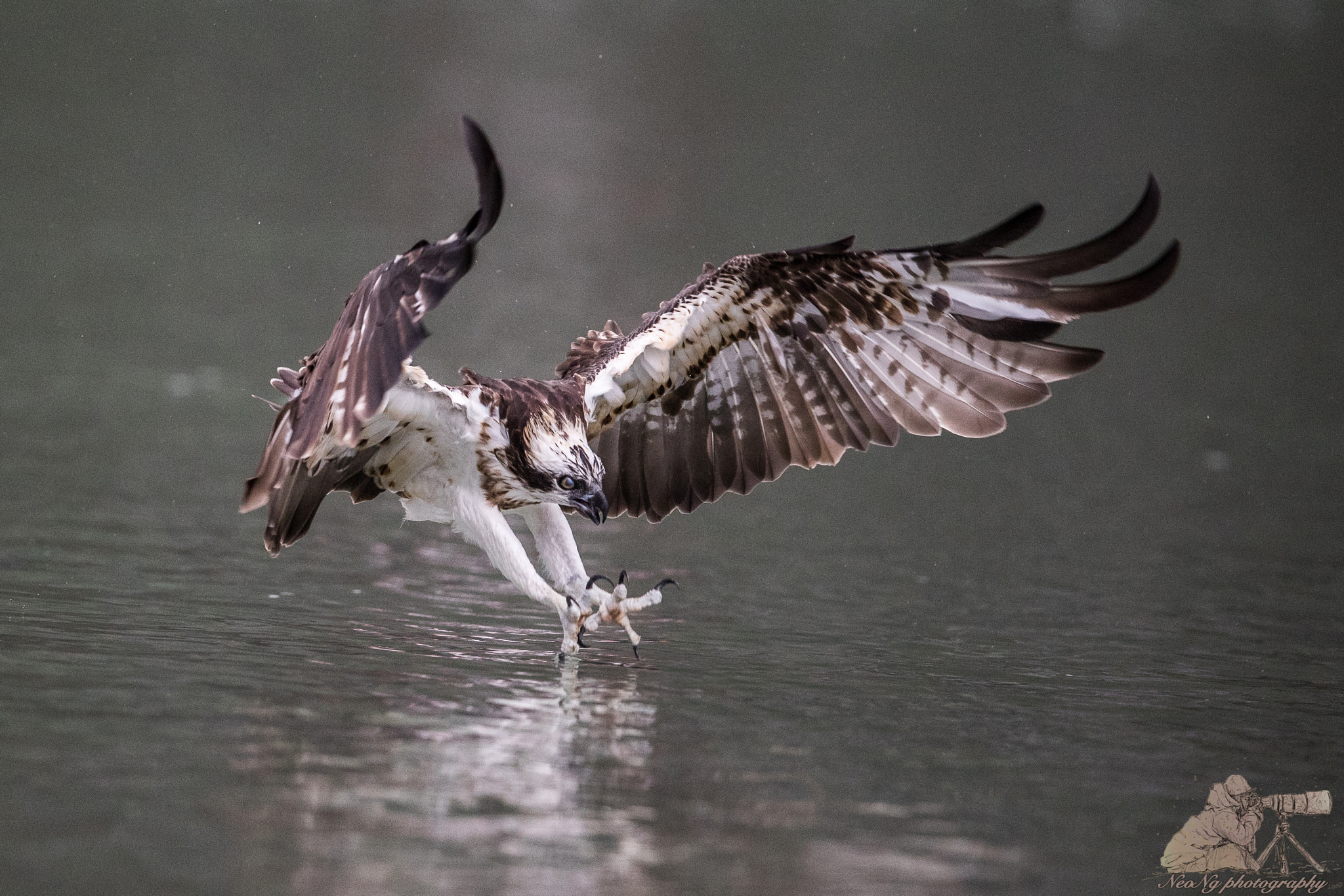 Canon EF 600mm F4L IS II USM sample photo. Neo photography