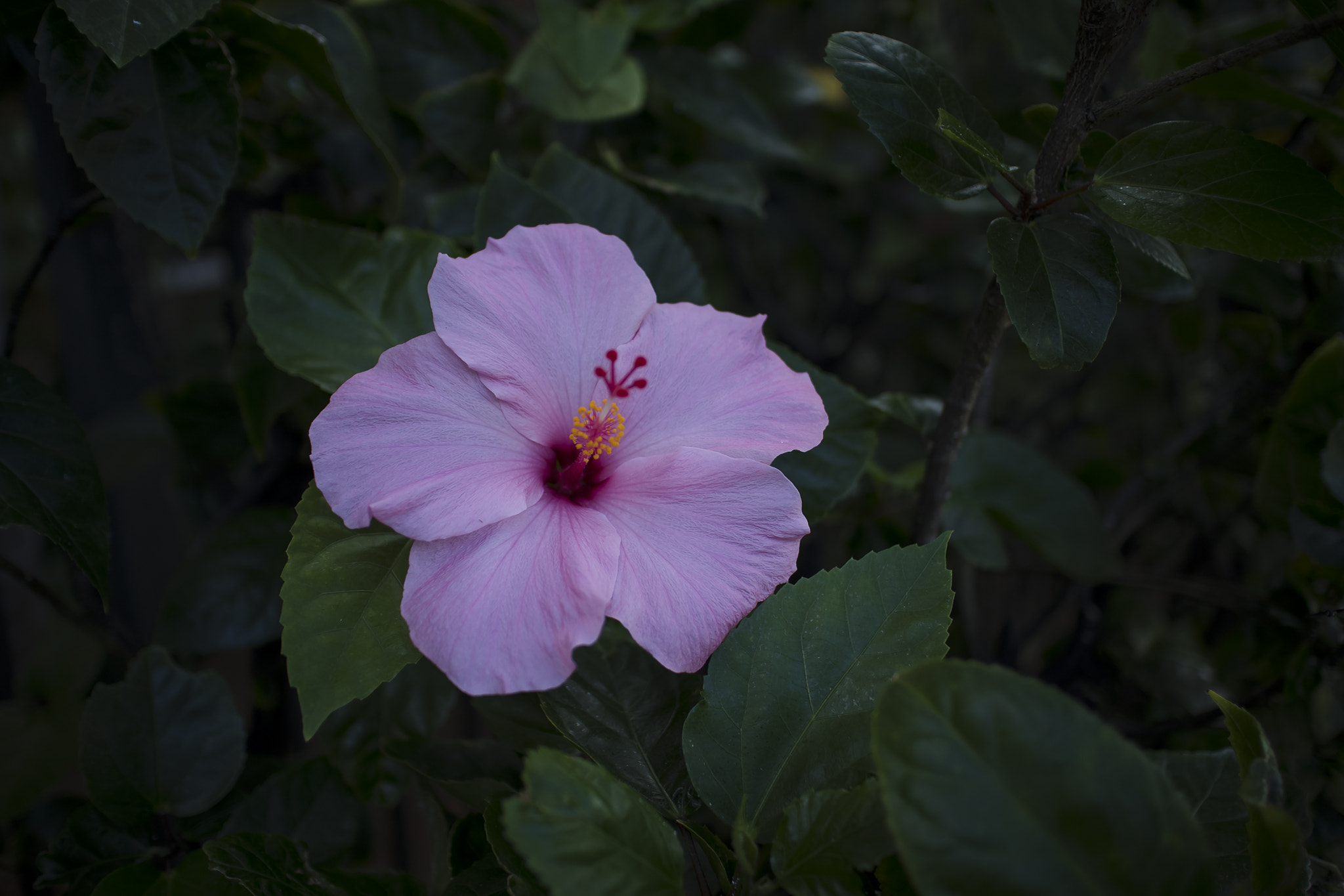 Canon EF-M 22mm F2 STM sample photo. Pink hibiscus photography