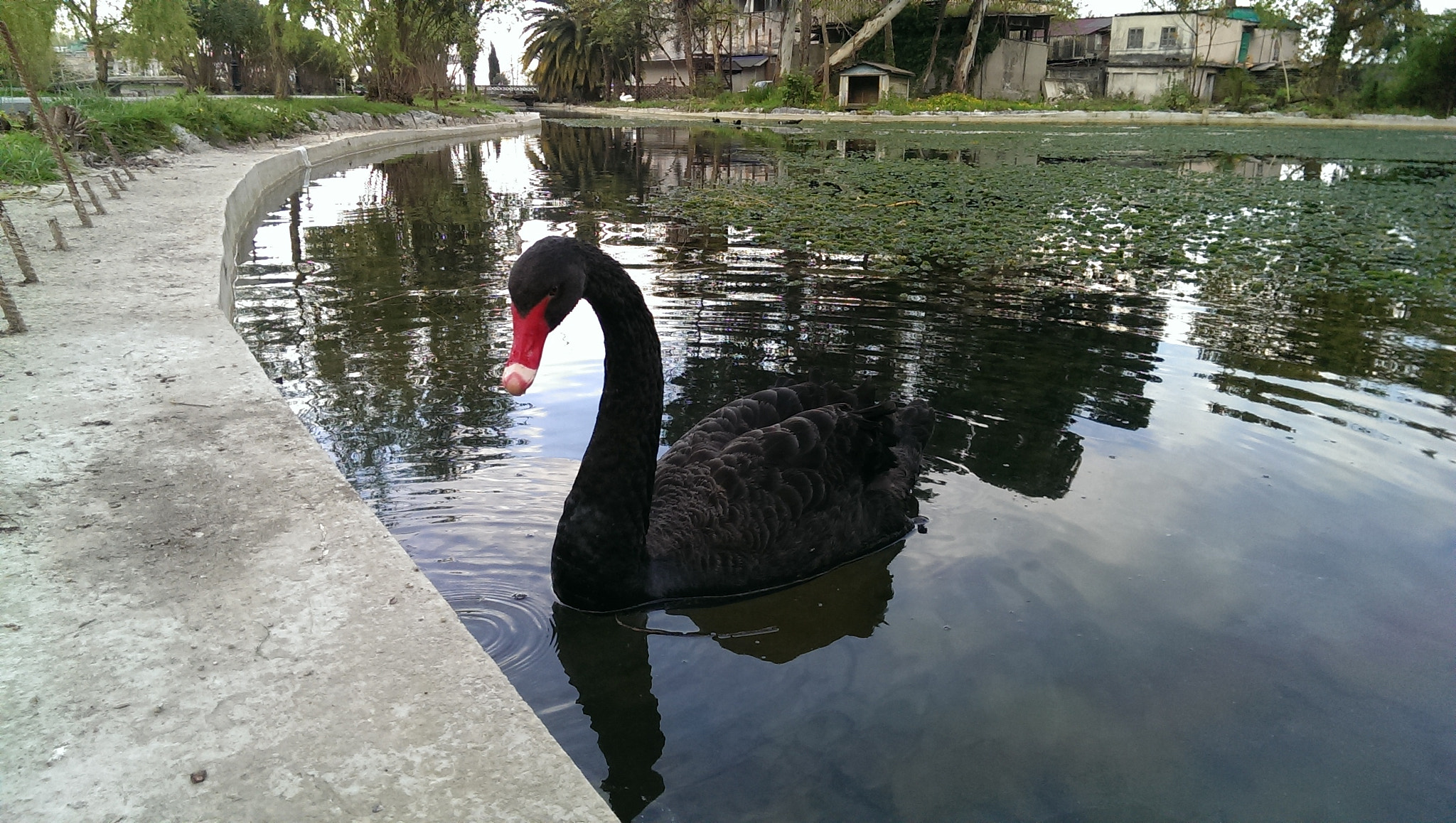 HTC ONE DUAL SIM sample photo. Black swan photography