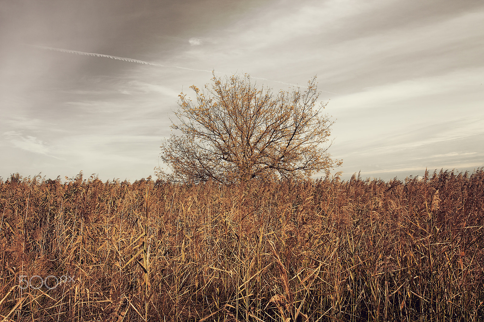 Canon EOS 1100D (EOS Rebel T3 / EOS Kiss X50) + Canon EF 17-40mm F4L USM sample photo. Tree in field photography