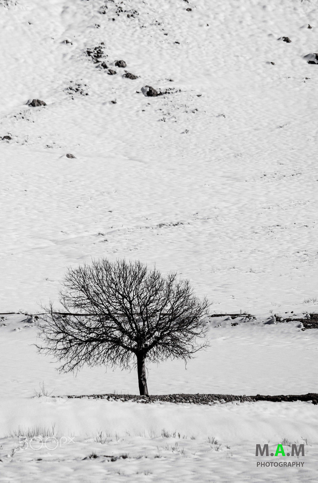 Nikon D5500 + Sigma 150-500mm F5-6.3 DG OS HSM sample photo. Lonely tree. photography