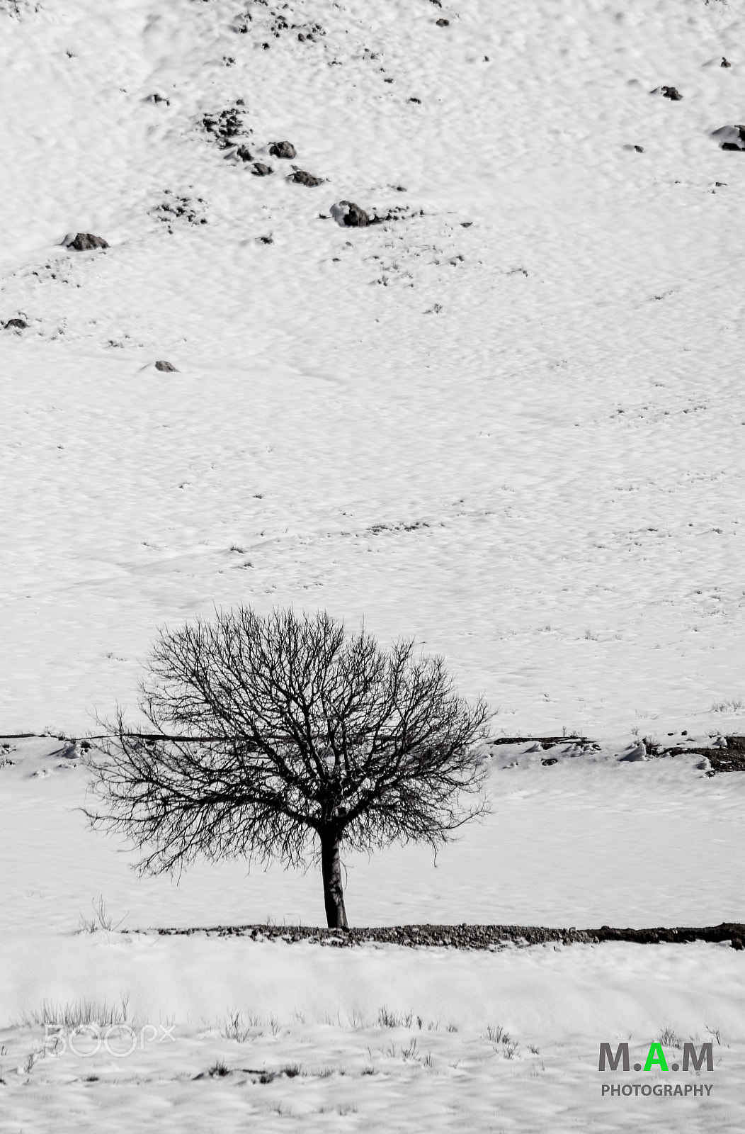 Sigma 150-500mm F5-6.3 DG OS HSM sample photo. Lonely tree. photography