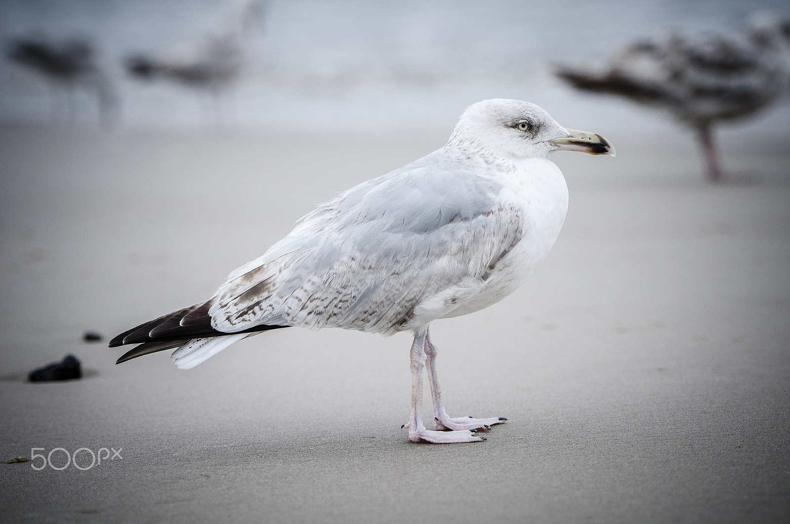 Nikon AF-S Nikkor 70-200mm F2.8G ED VR II sample photo. Seagull photography