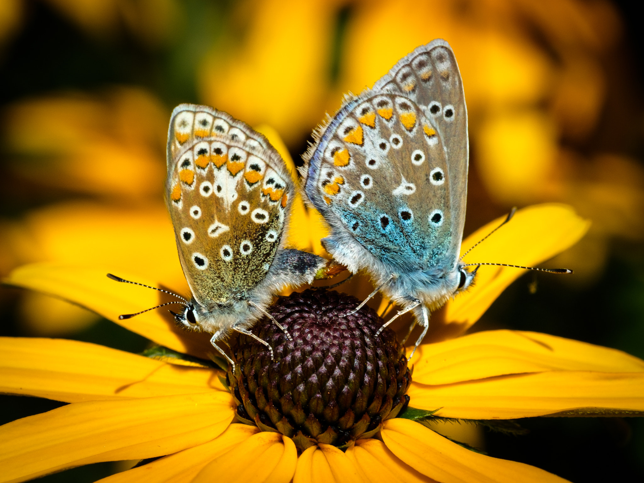 Fujifilm X-T2 + Fujifilm XF 60mm F2.4 R Macro sample photo. Common blues coupling. photography