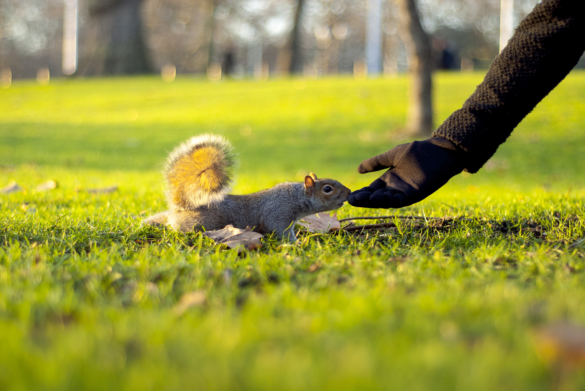 Nikon D200 sample photo. Wild british squirrel photography