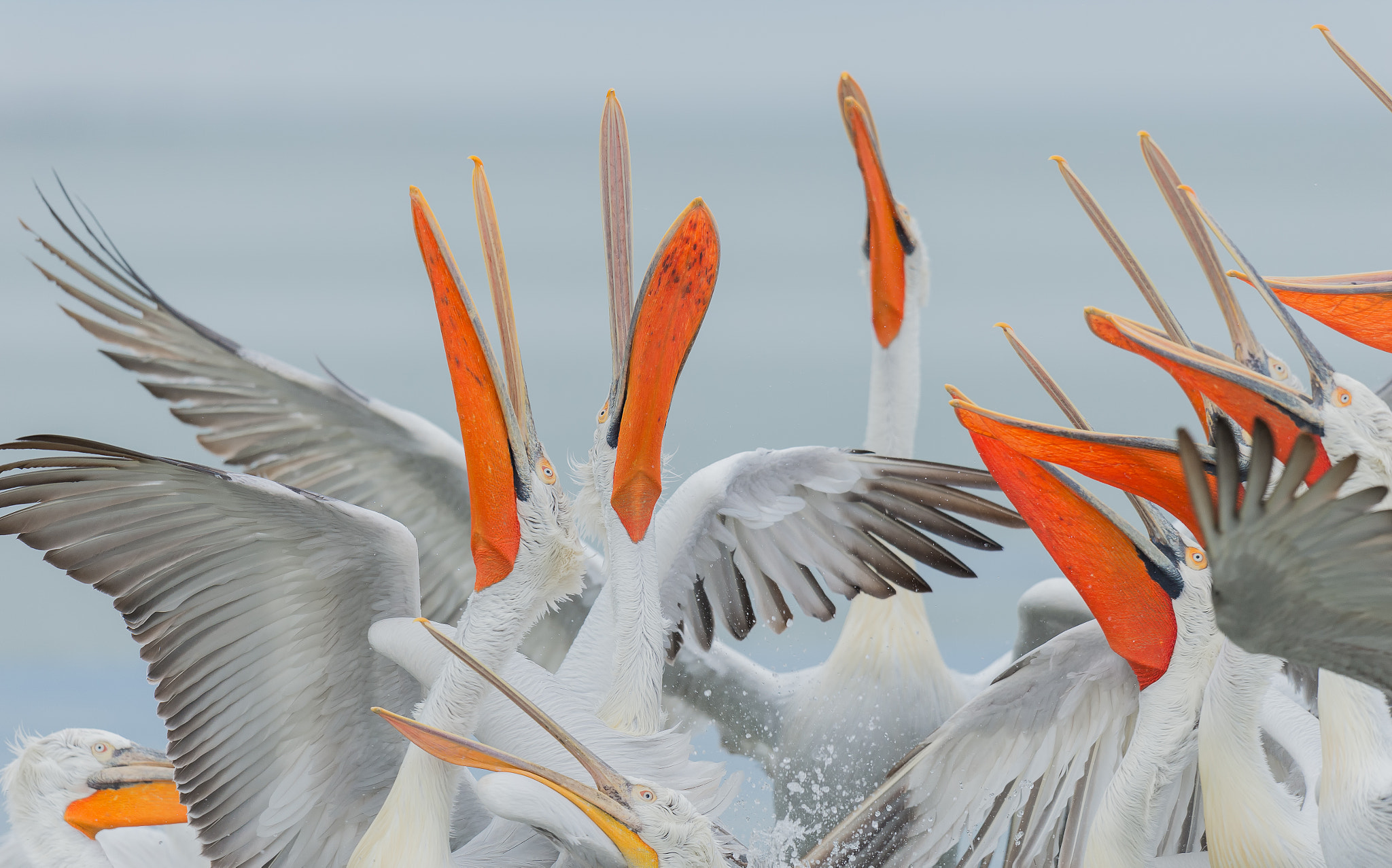 Nikon D4 sample photo. Kroeskoppelikanen - dalmatian pelican photography