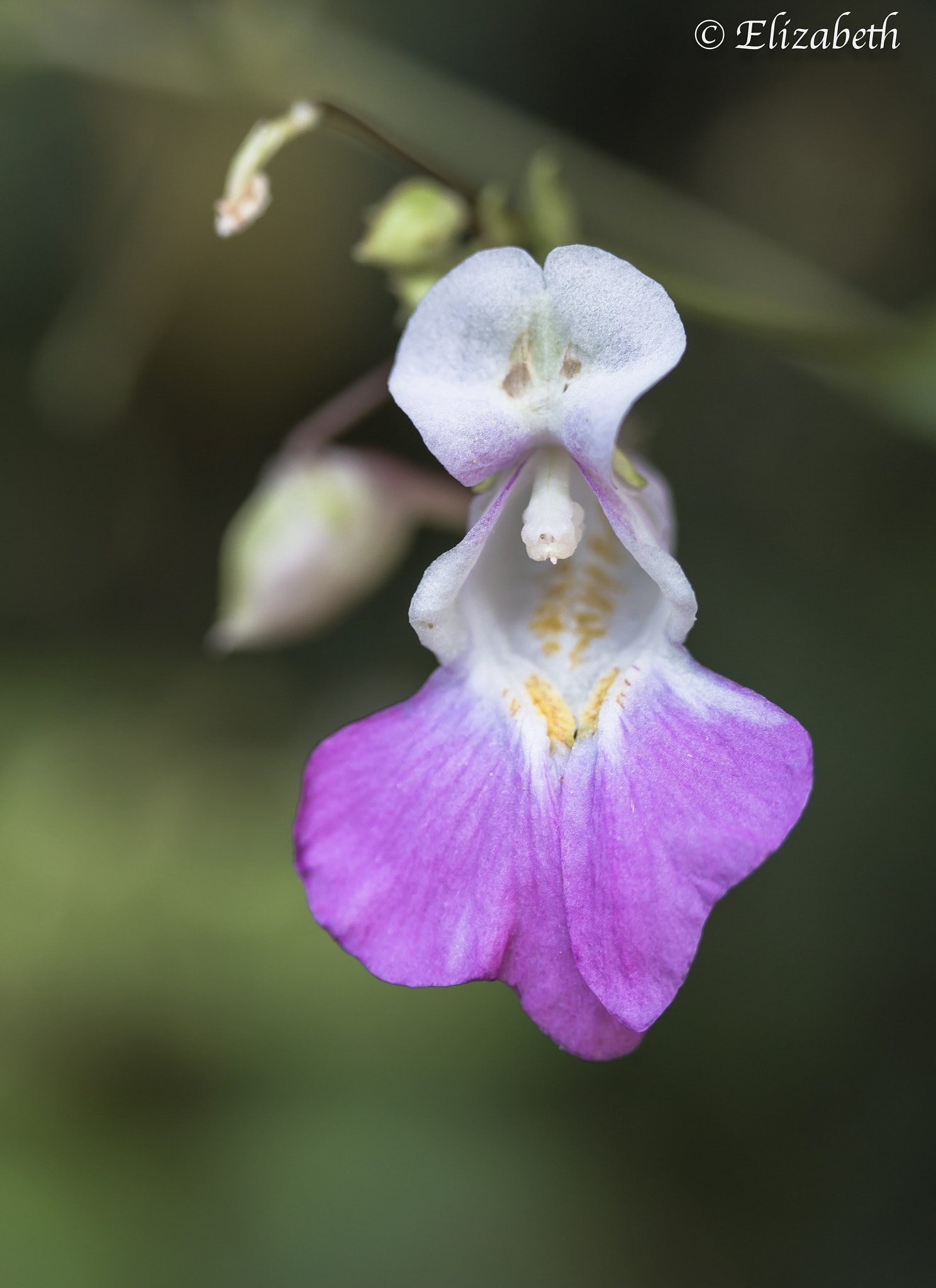 Canon EF-S 60mm F2.8 Macro USM sample photo. Purple lace photography