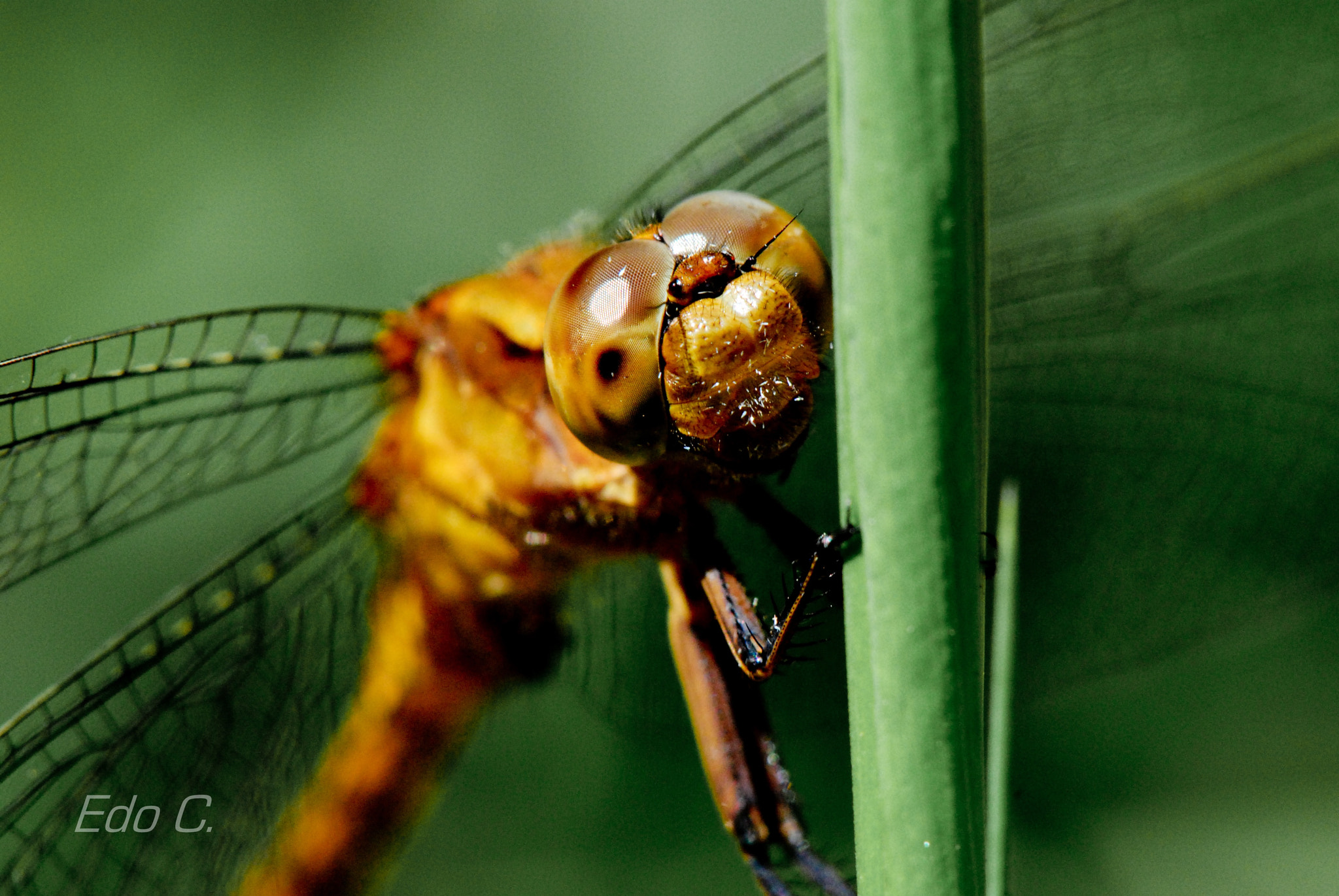 Nikon AF-S Micro-Nikkor 105mm F2.8G IF-ED VR sample photo