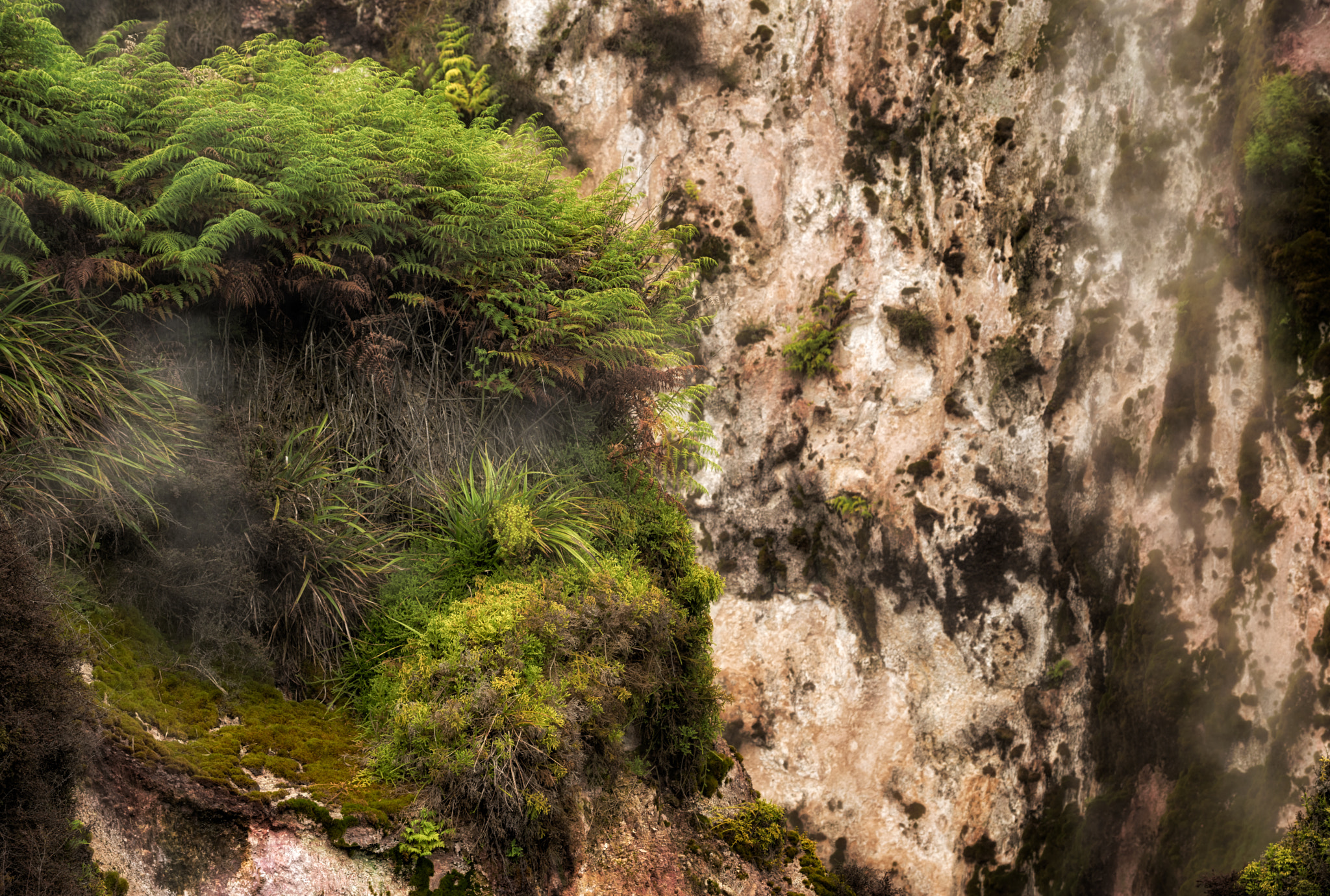 Pentax smc DA* 60-250mm F4.0 ED (IF) SDM sample photo. Steaming oasis photography