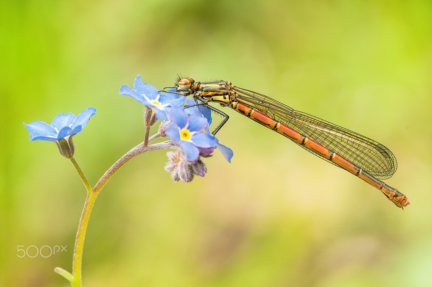 Sigma 150mm F2.8 EX DG Macro HSM sample photo. Large red damselfly photography