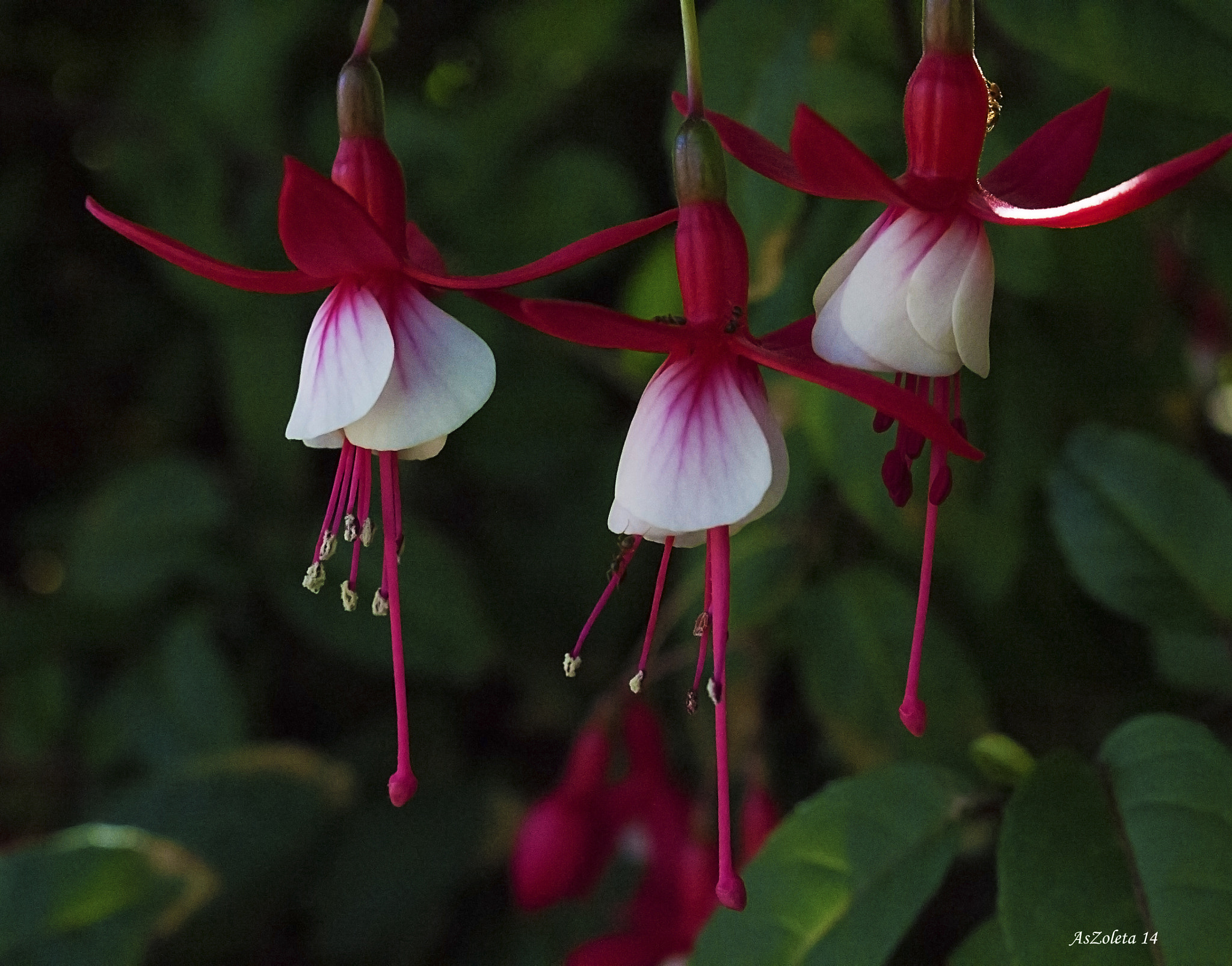 Canon EOS 60D sample photo. Polish photography