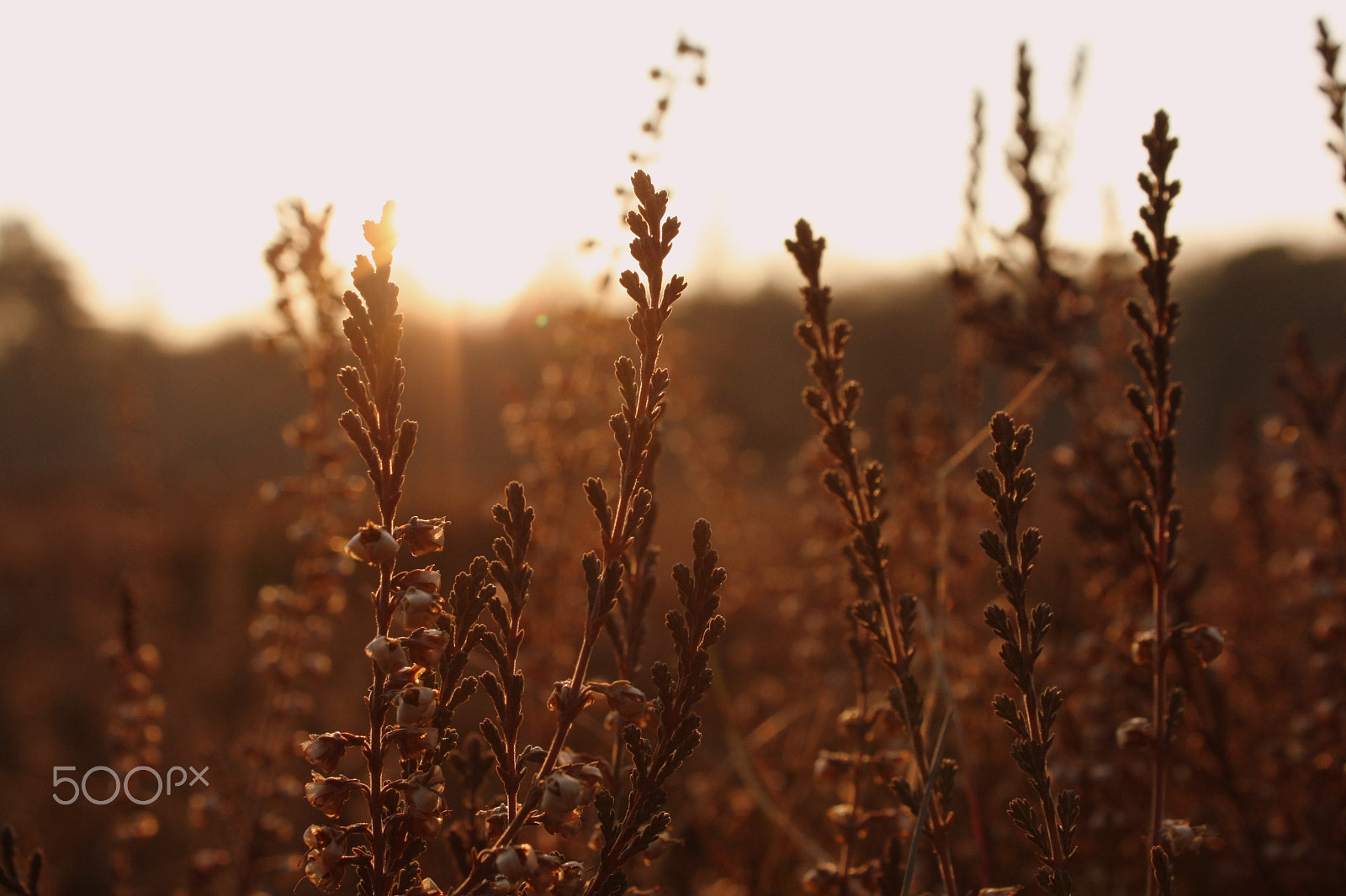 Canon EOS 40D sample photo. Beijo do sol photography