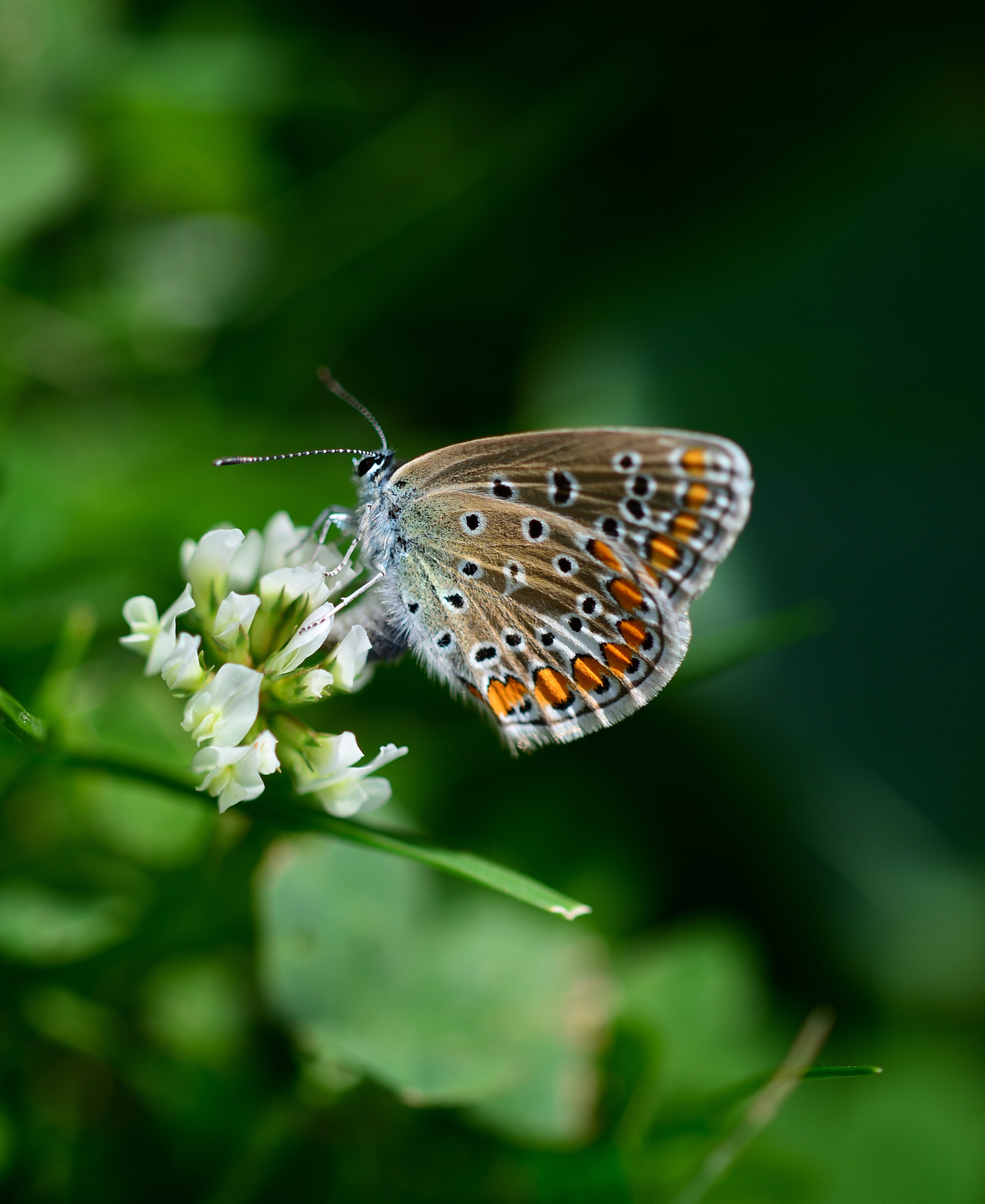 Sigma 105mm F2.8 EX DG OS HSM sample photo. Plebejus argus photography