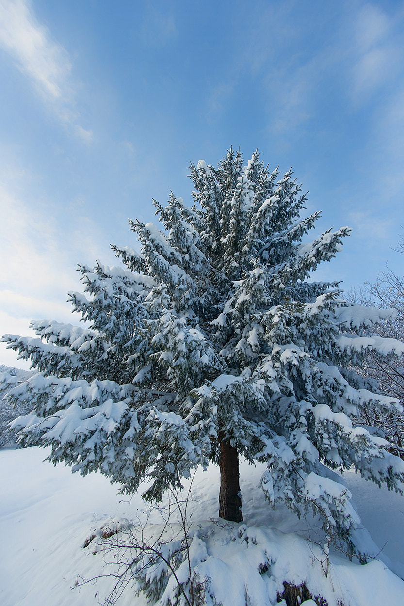 Sony Alpha DSLR-A850 + Soligor 19-35mm F3.5-4.5 sample photo. Winter tree 2 photography