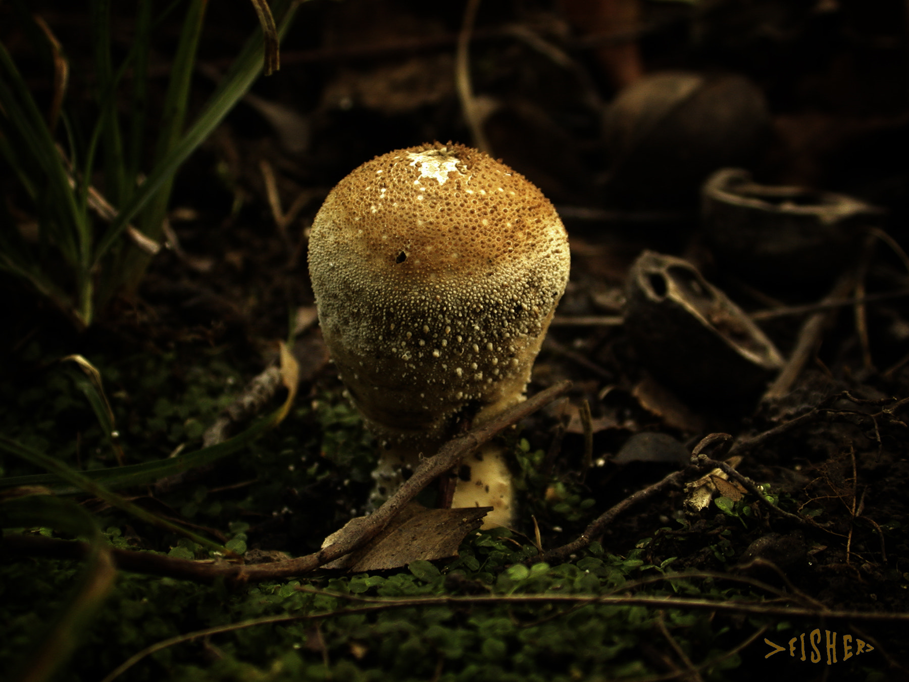 Nikon E995 sample photo. Mushroom yellow button photography
