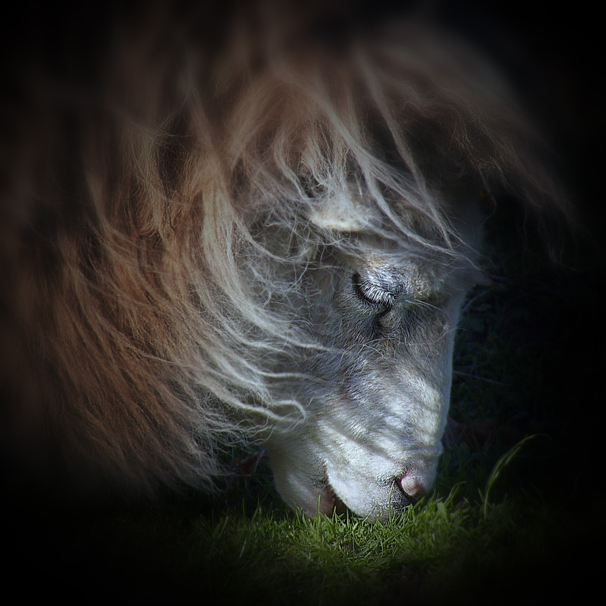 Canon EOS 650D (EOS Rebel T4i / EOS Kiss X6i) sample photo. Grazing sheep photography