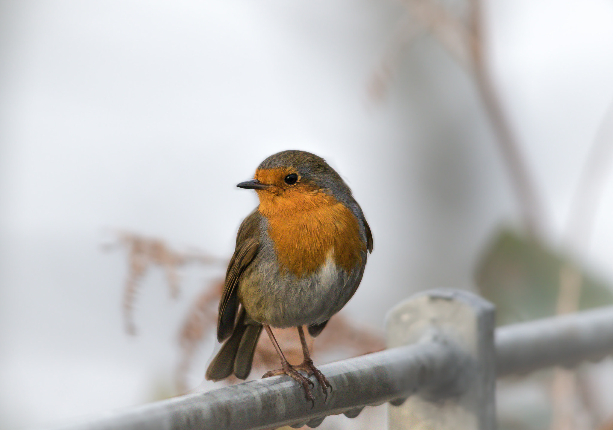 Sigma 150-500mm F5-6.3 DG OS HSM sample photo. Cold robin photography