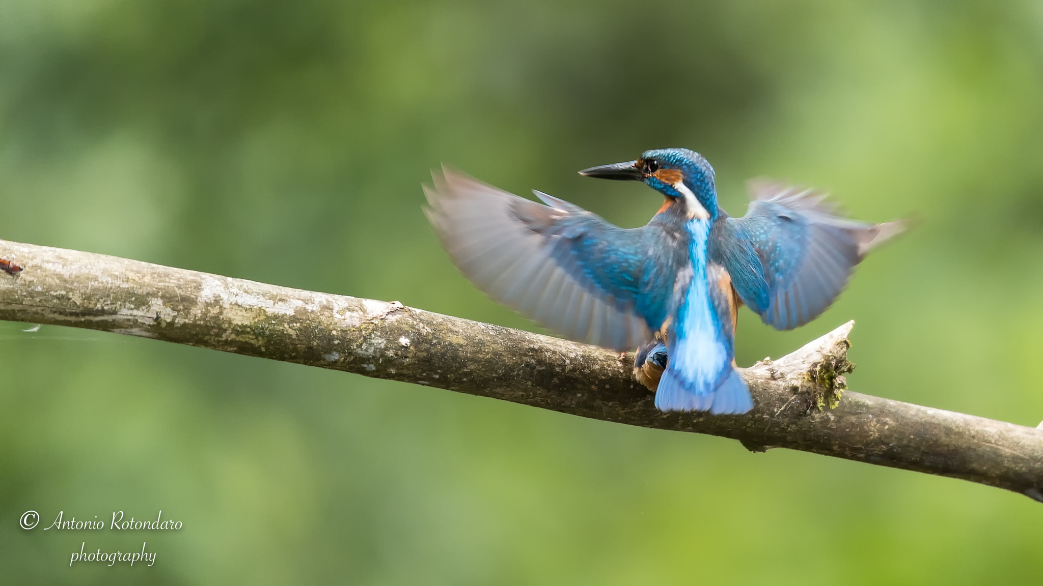 Canon EF 400mm F2.8L IS II USM sample photo. Martin pescatore  photography