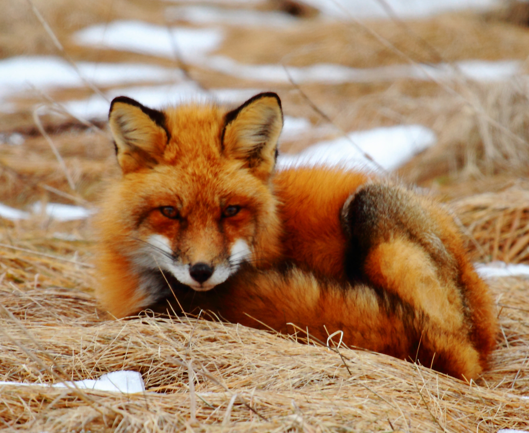Canon EF 100-400mm F4.5-5.6L IS USM sample photo. Red fox photography